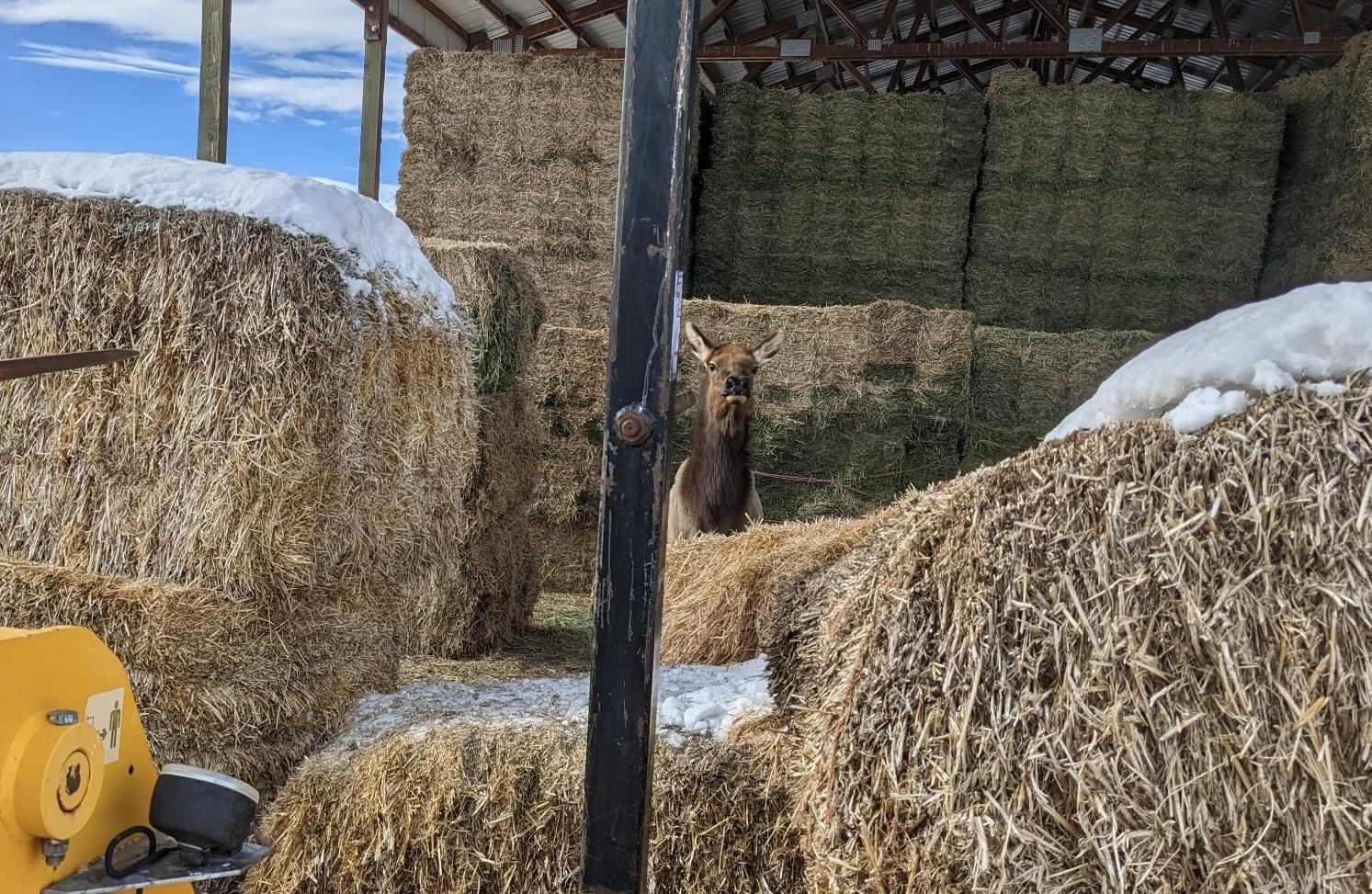 An elk stands in a hay barn between large hay bales
