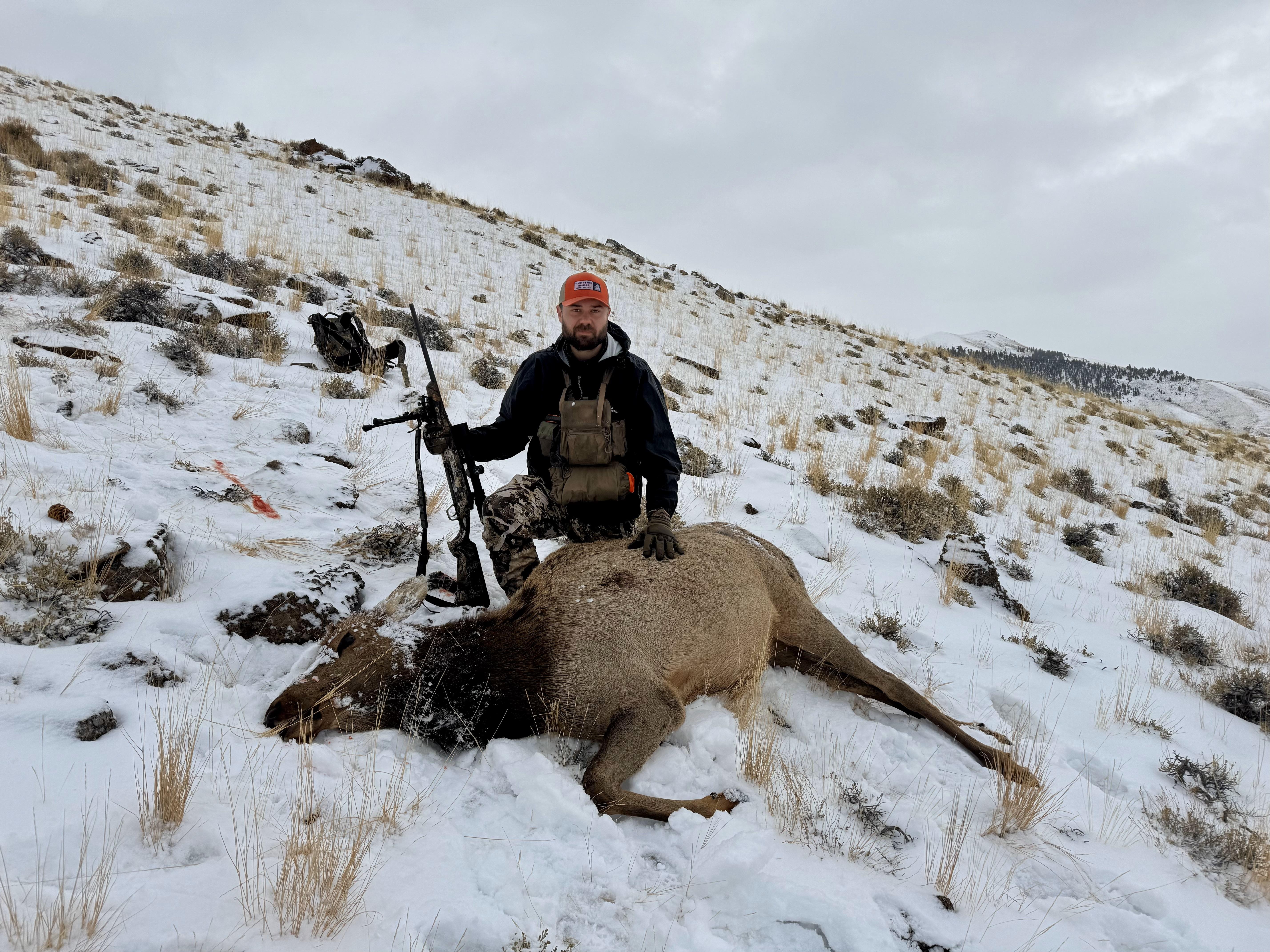 Hunter harvests a cow elk in winter
