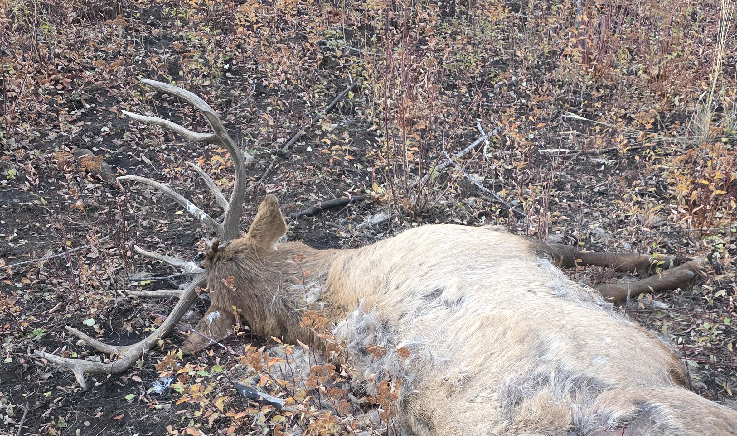 A bull elk left to waste lying on a hillside in Unit 32A