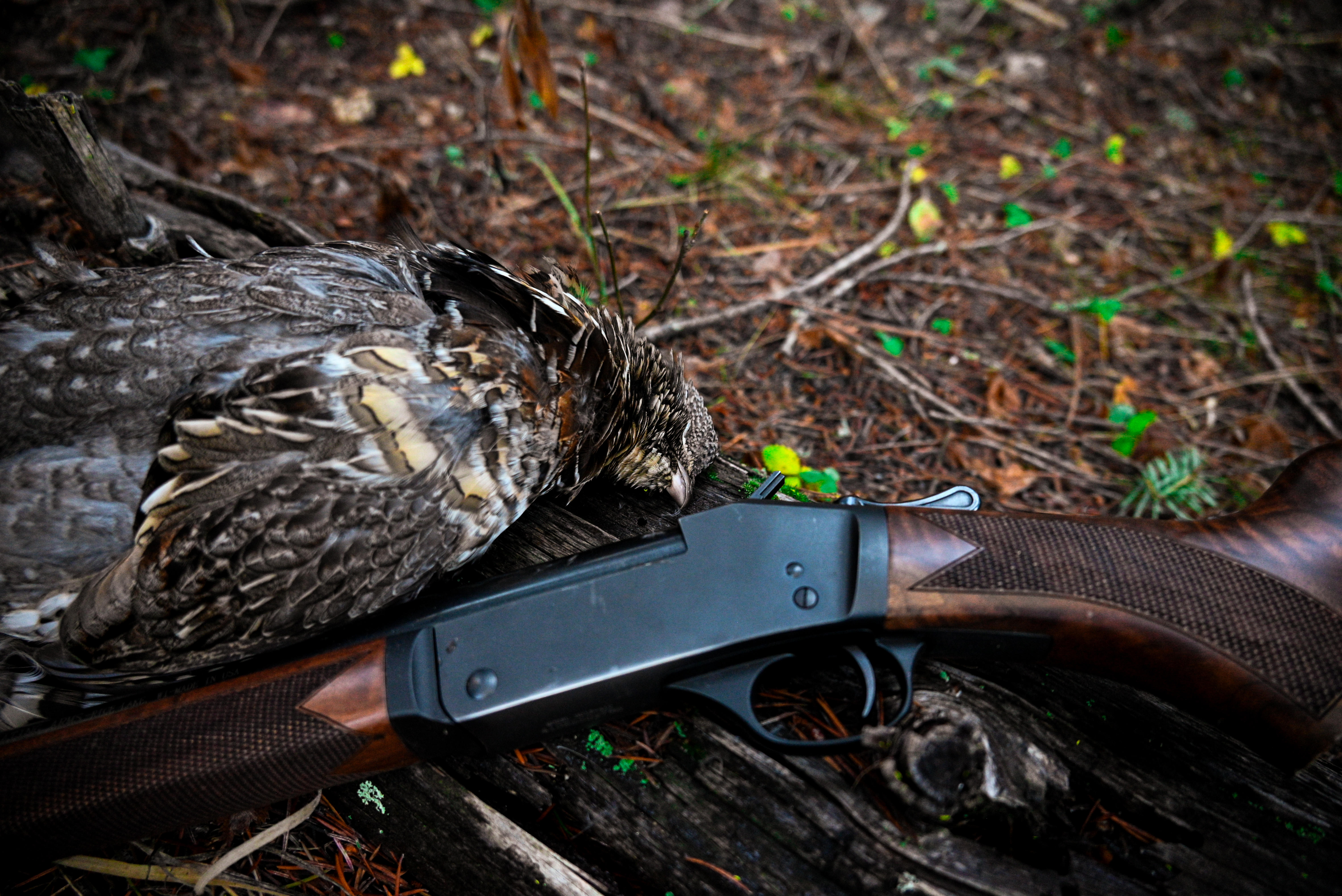 ruffed grouse next to shotgun upland hunting