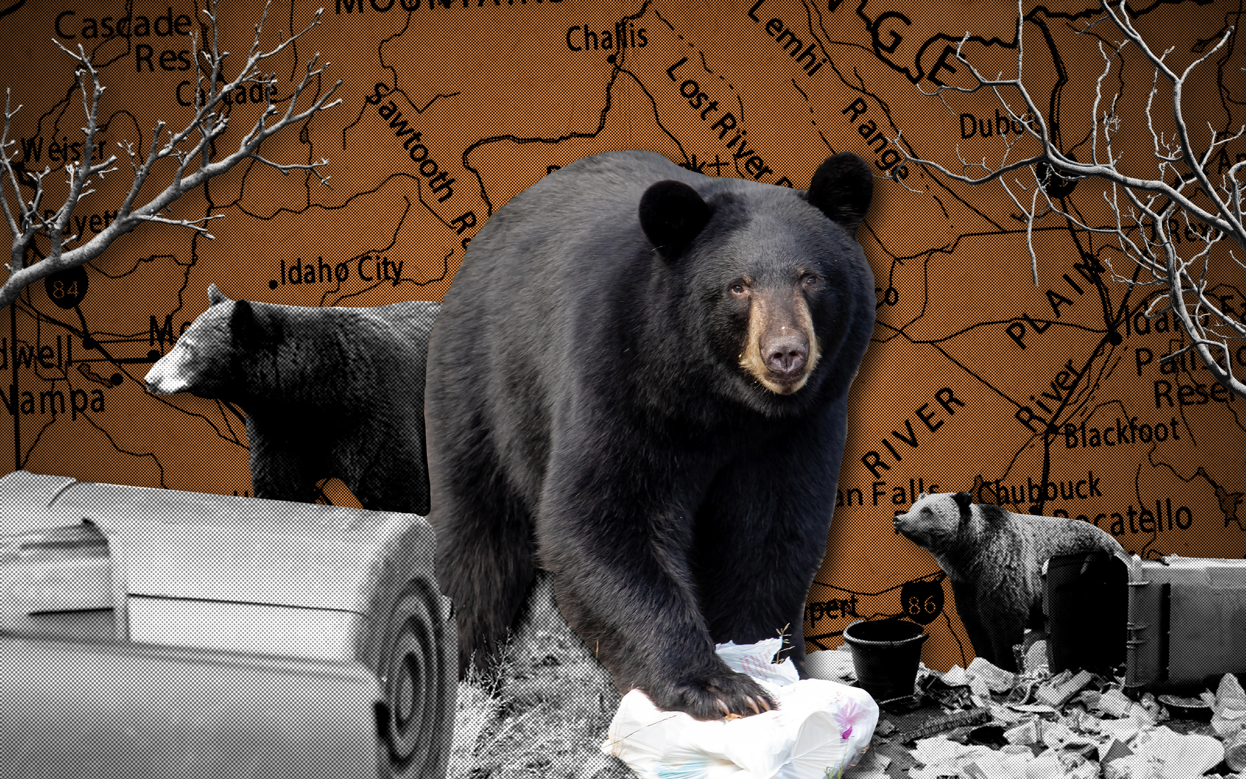 press release thumbnail bears in neighborhoods