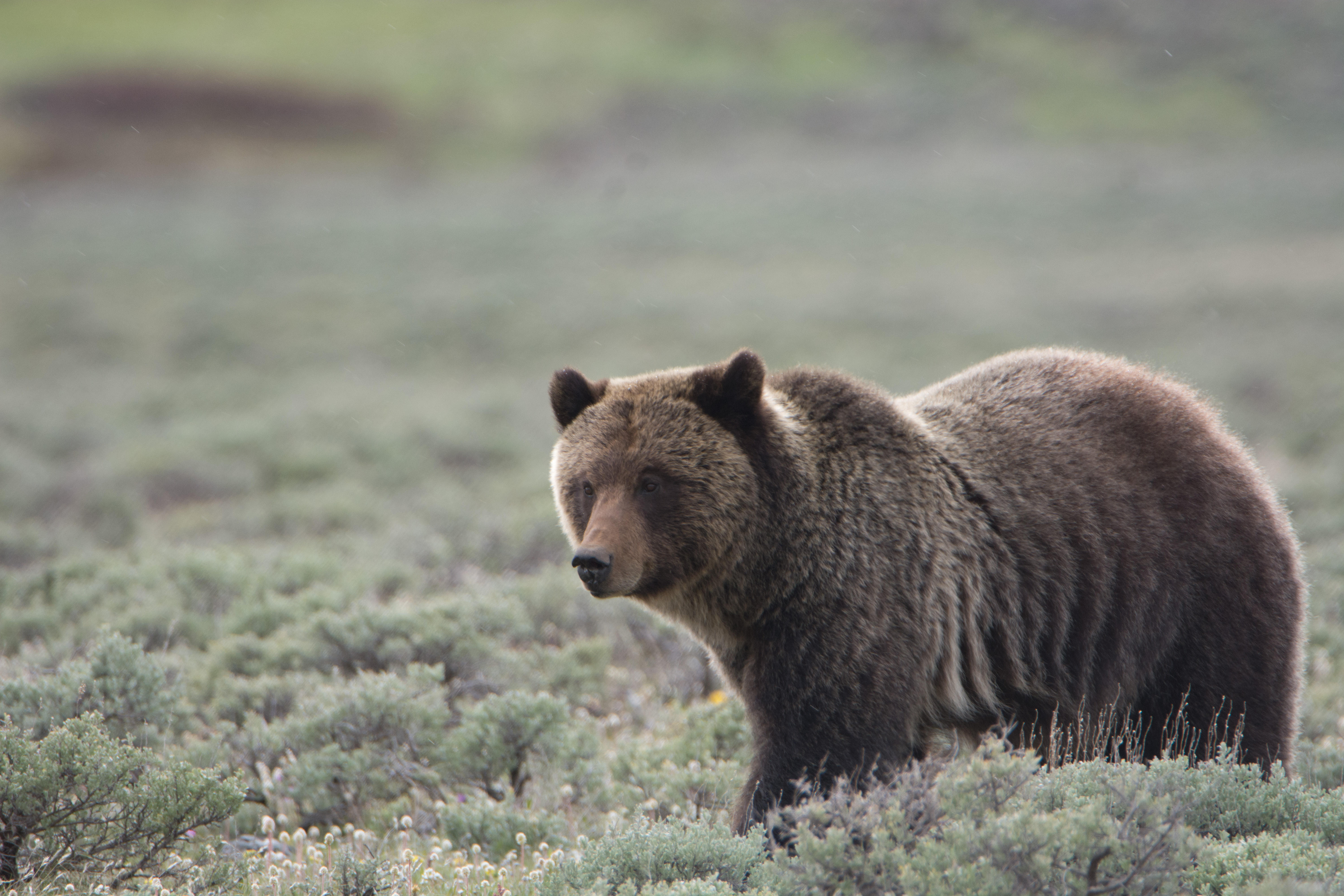 Grizzly Bear walking in open sagebrush meadow