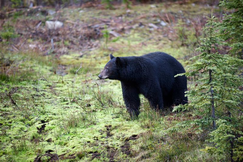 A black bear in a grassy meadow