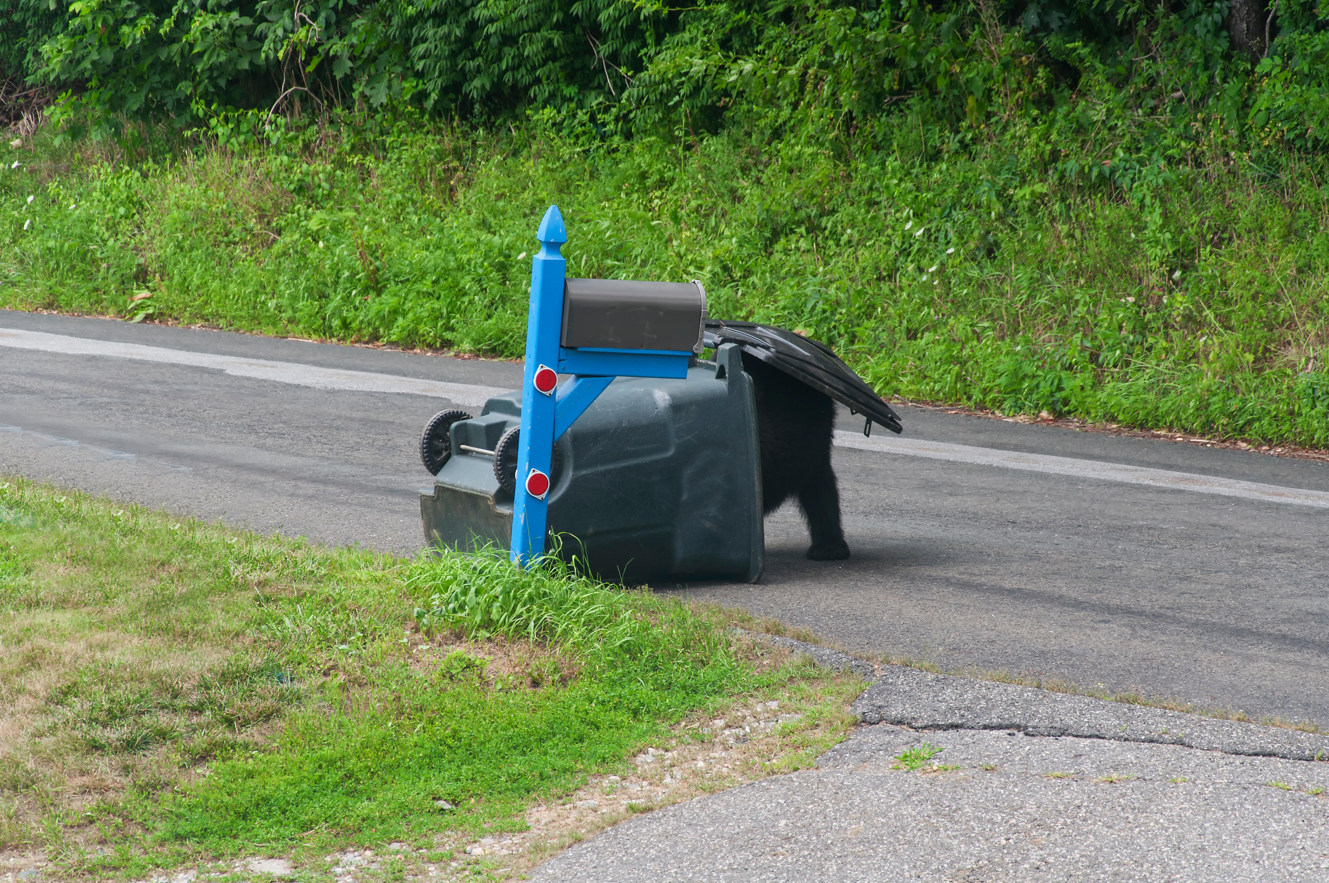 Bear eating out of a tipped over garbage can