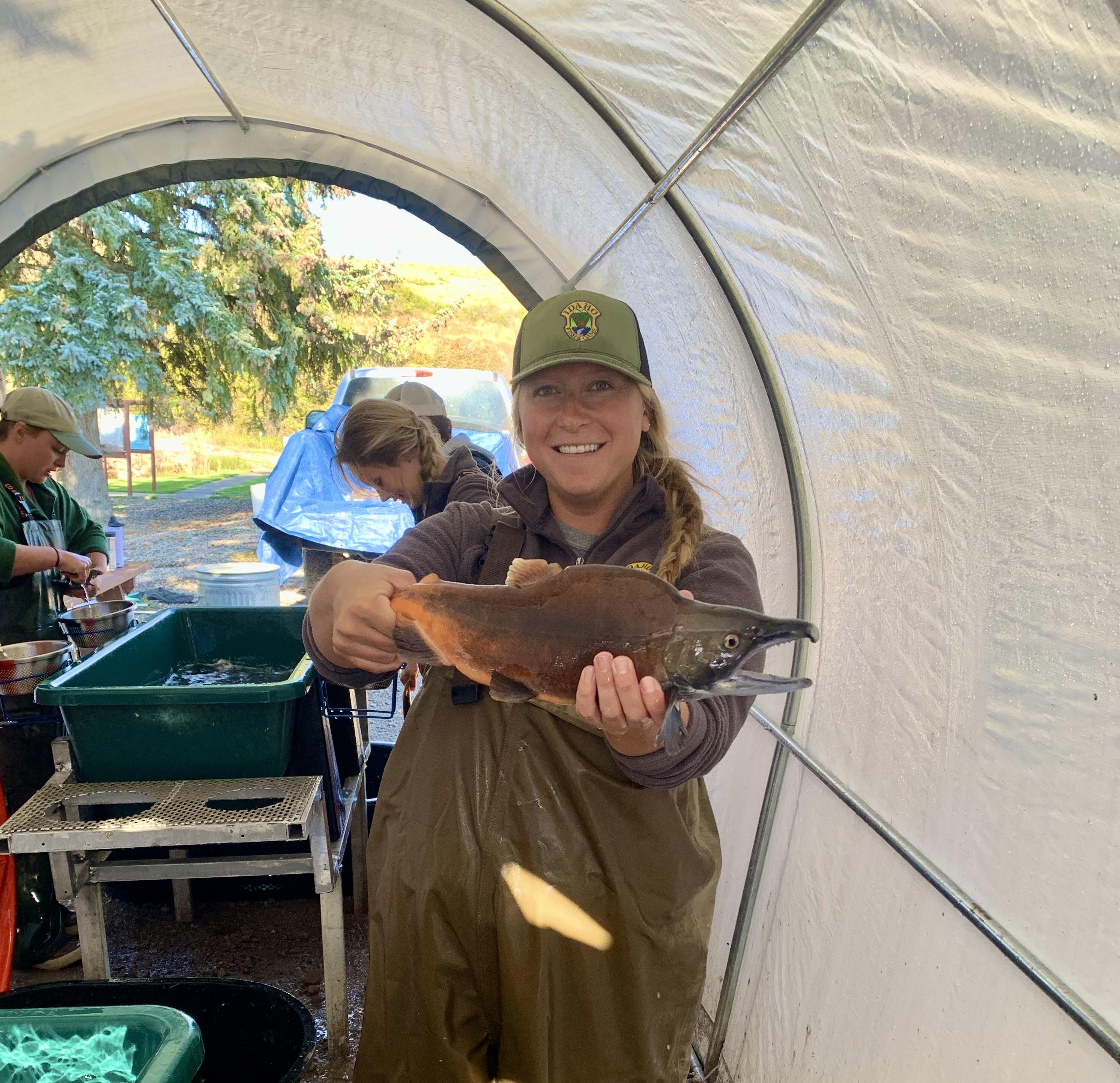 Adult kokanee from Idaho Fish and Game's first hatchery broodstock