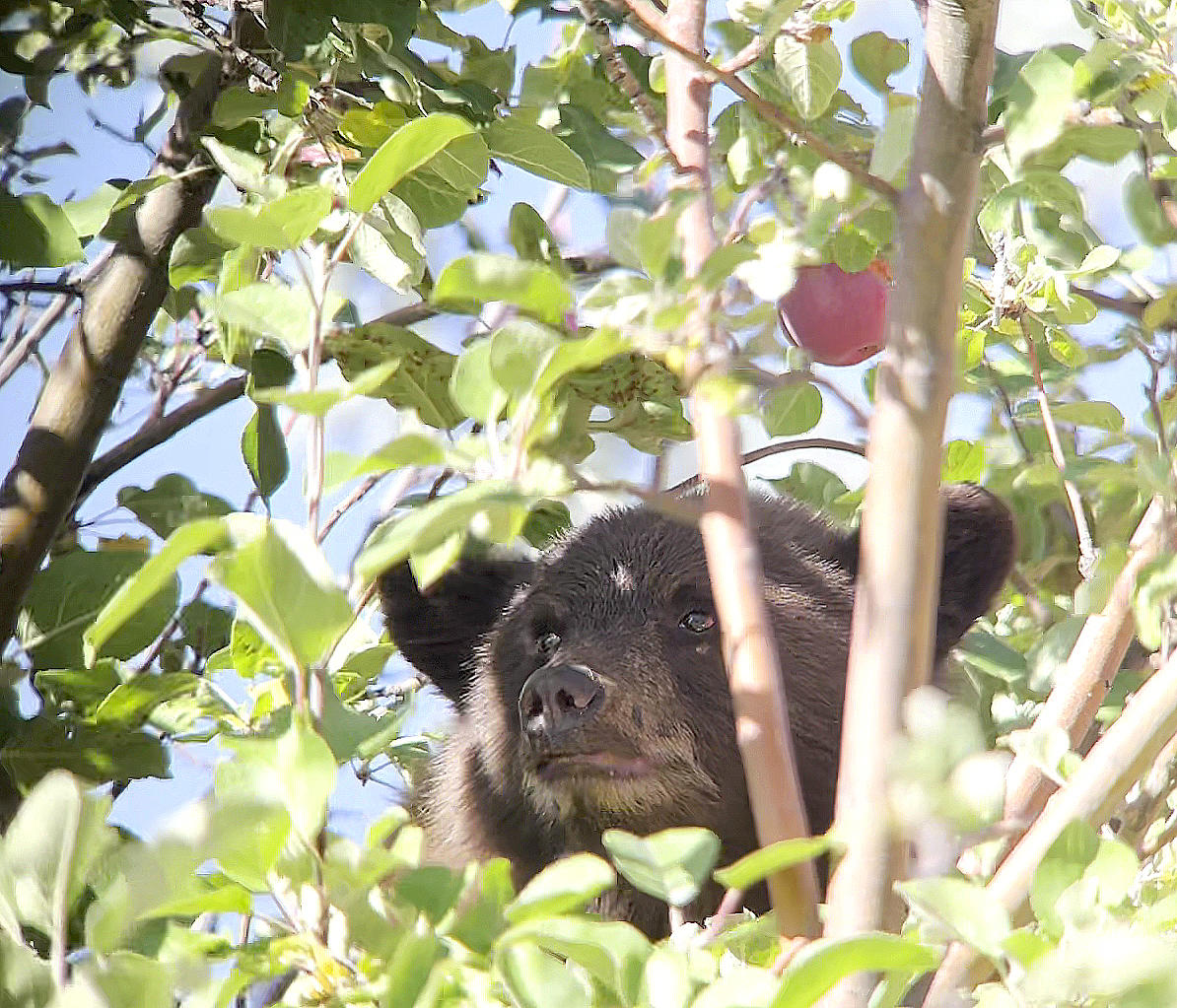 A black bear cub finds an apple tree full of apples in Hailey, Idaho