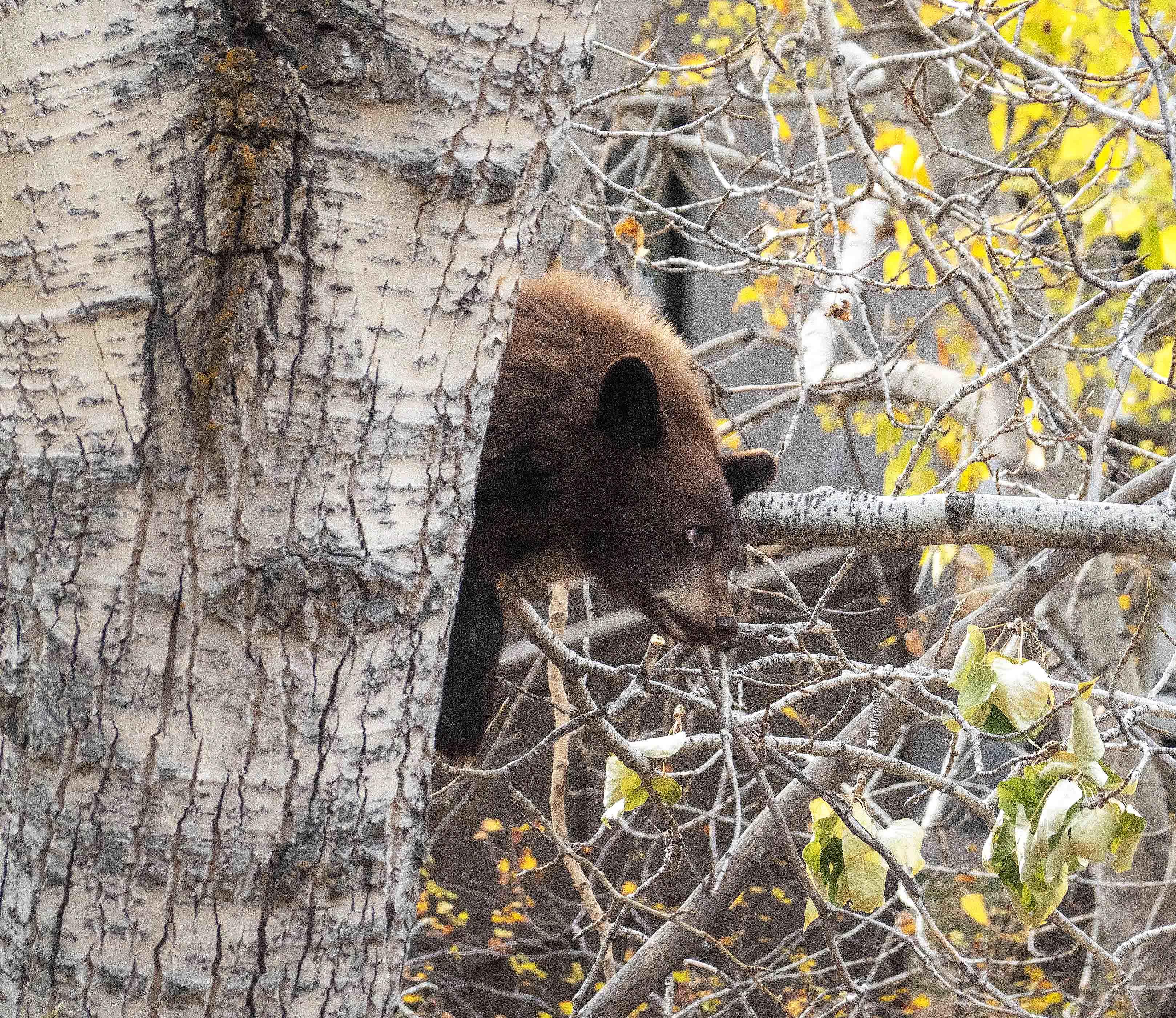 A small black bear cub in a tree along Trail Creek in Ketchum