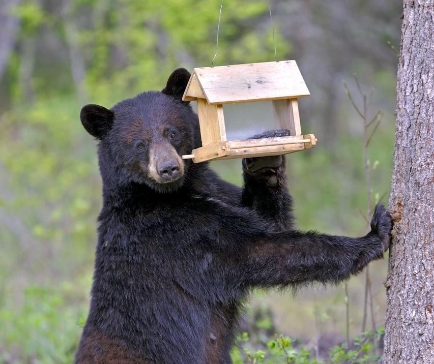 bear , bird feeder