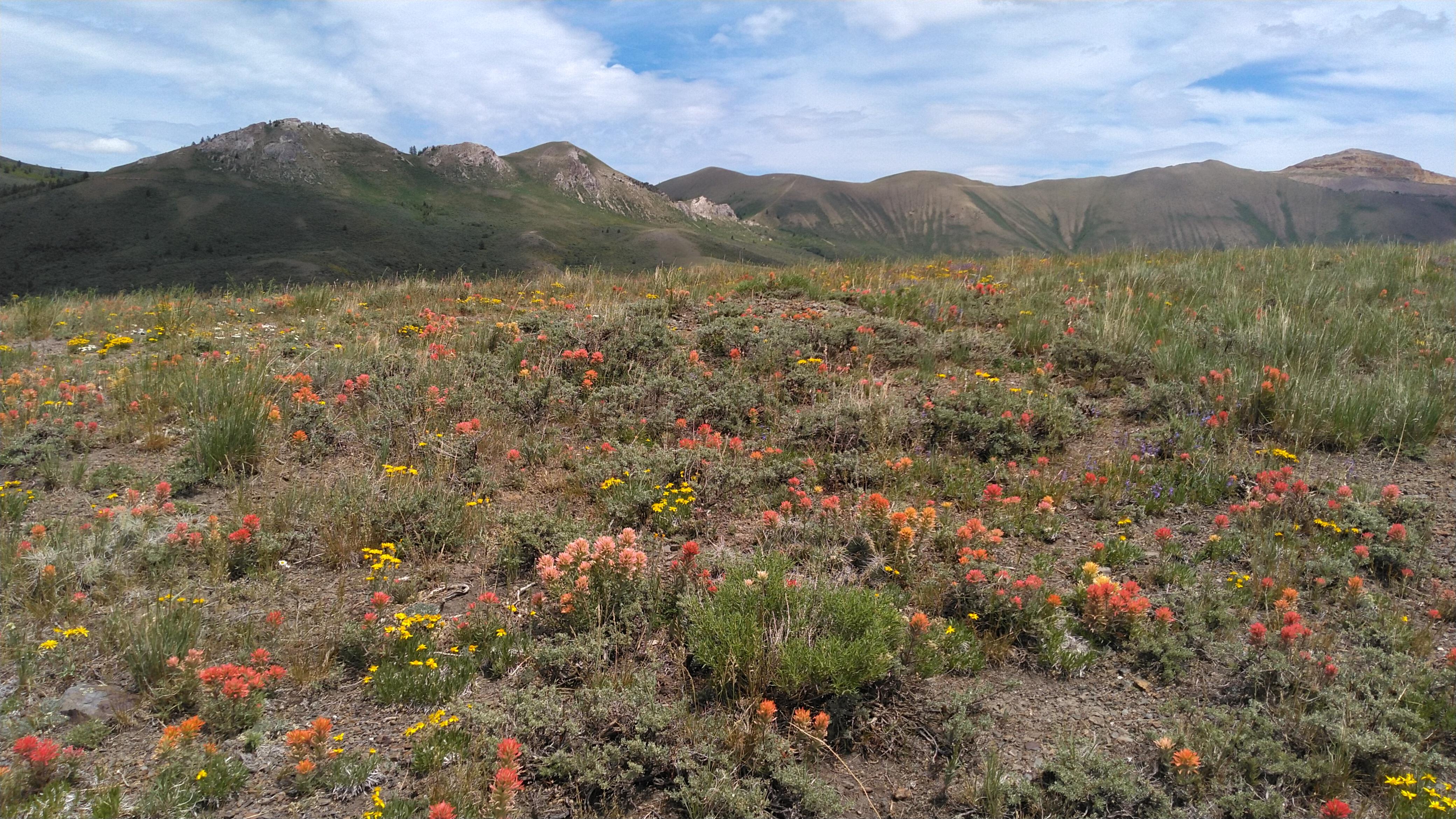 blackpine_magicvalley_2020