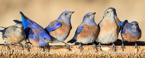 Western bluebirds