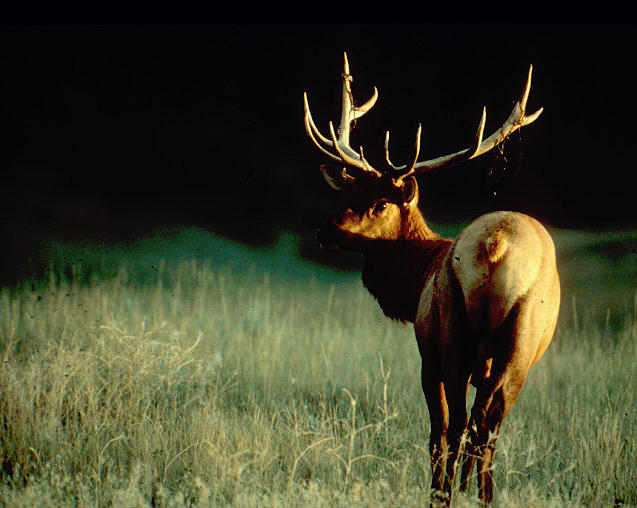 State Of Deer And Elk | Idaho Fish And Game