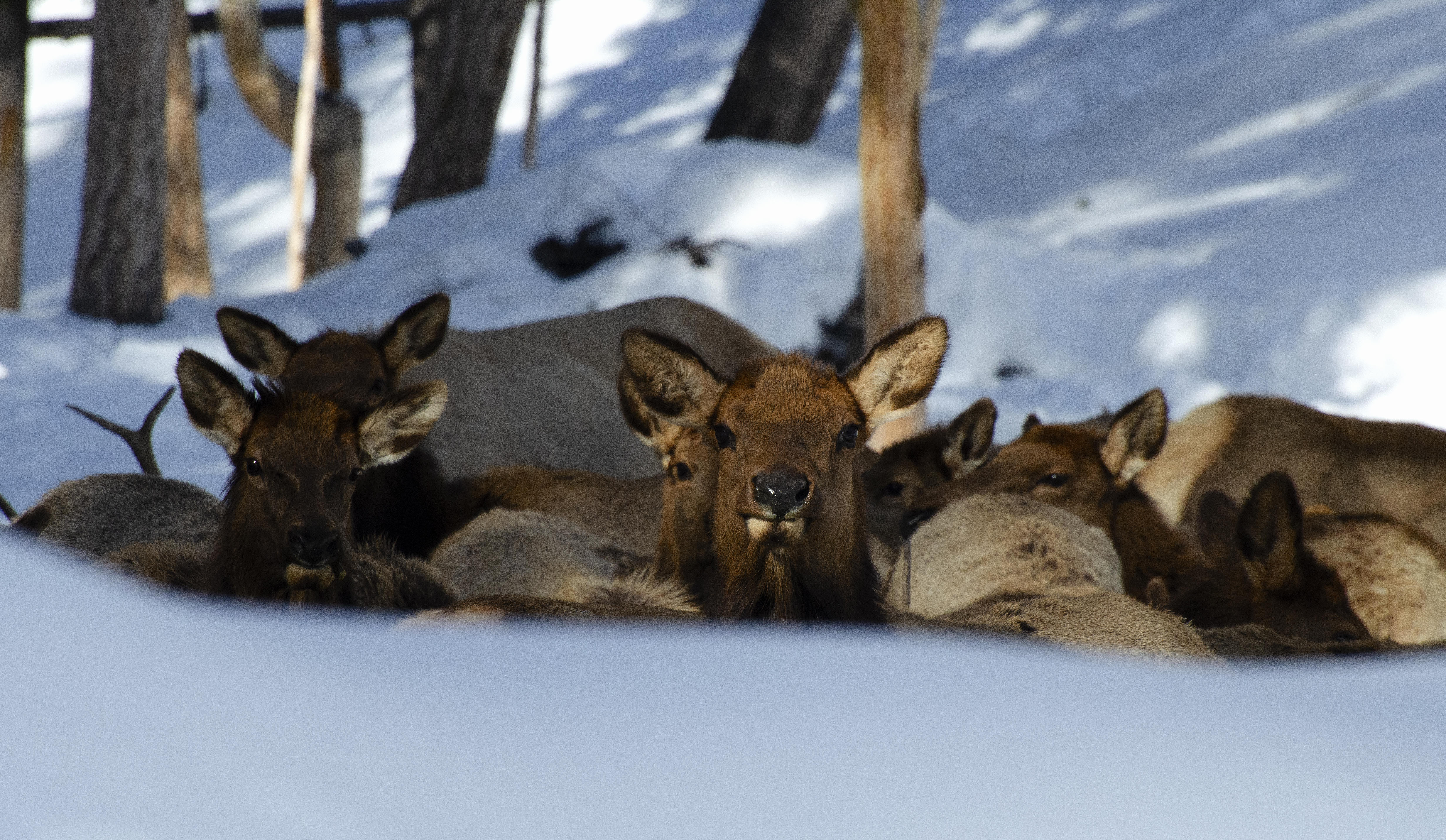 bullwhacker_staring_calf