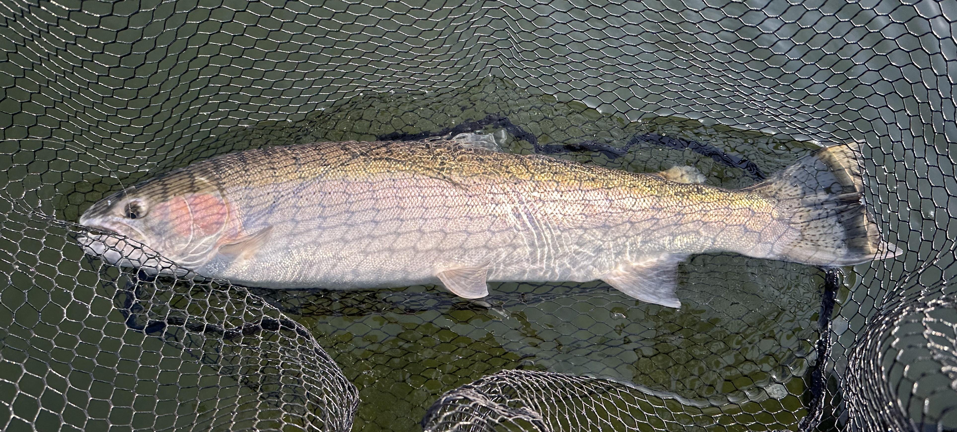 steelhead caught from the Clearwater River