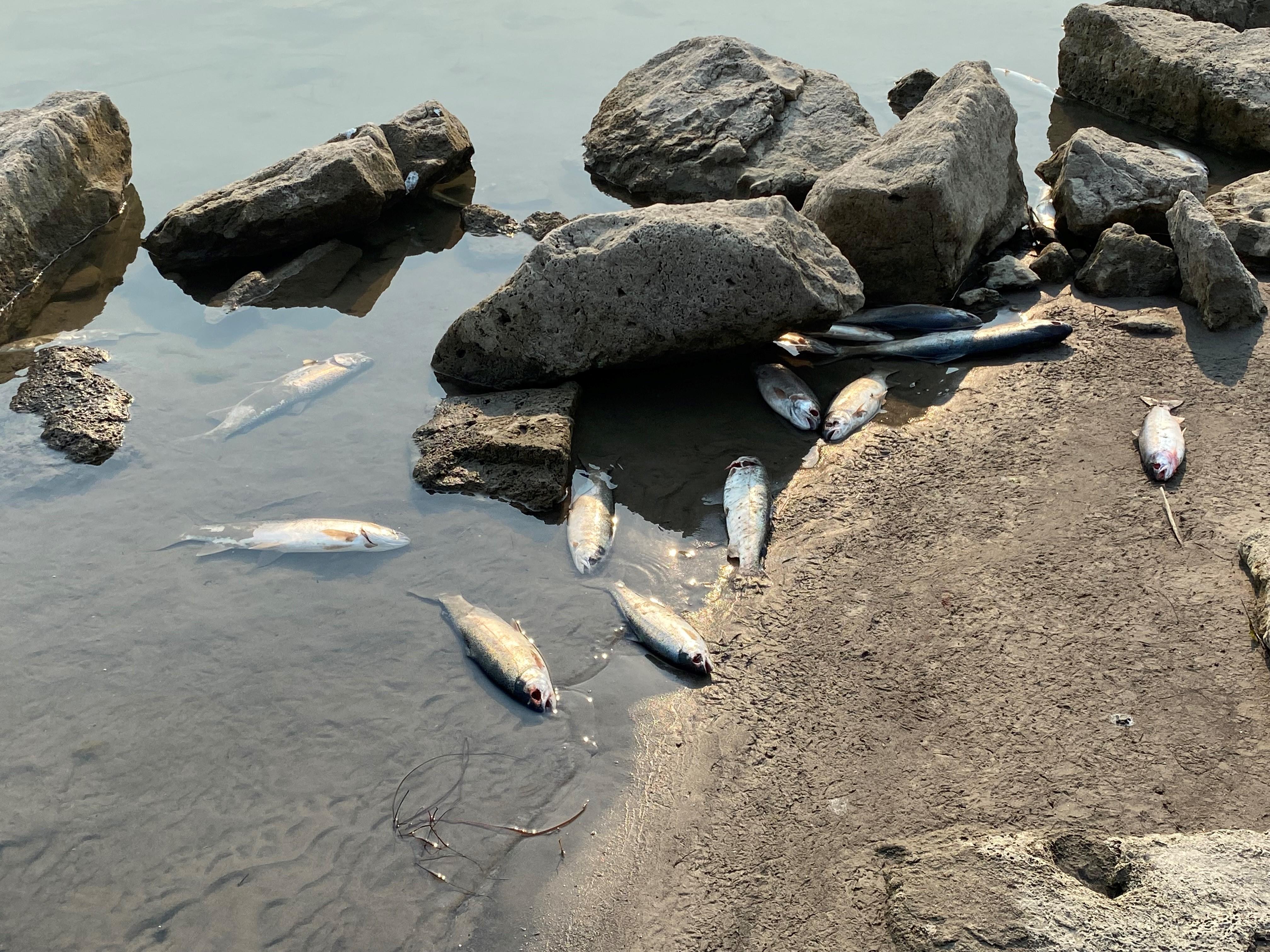 Dead trout lying in water and on a sandy shore near some large boulders.