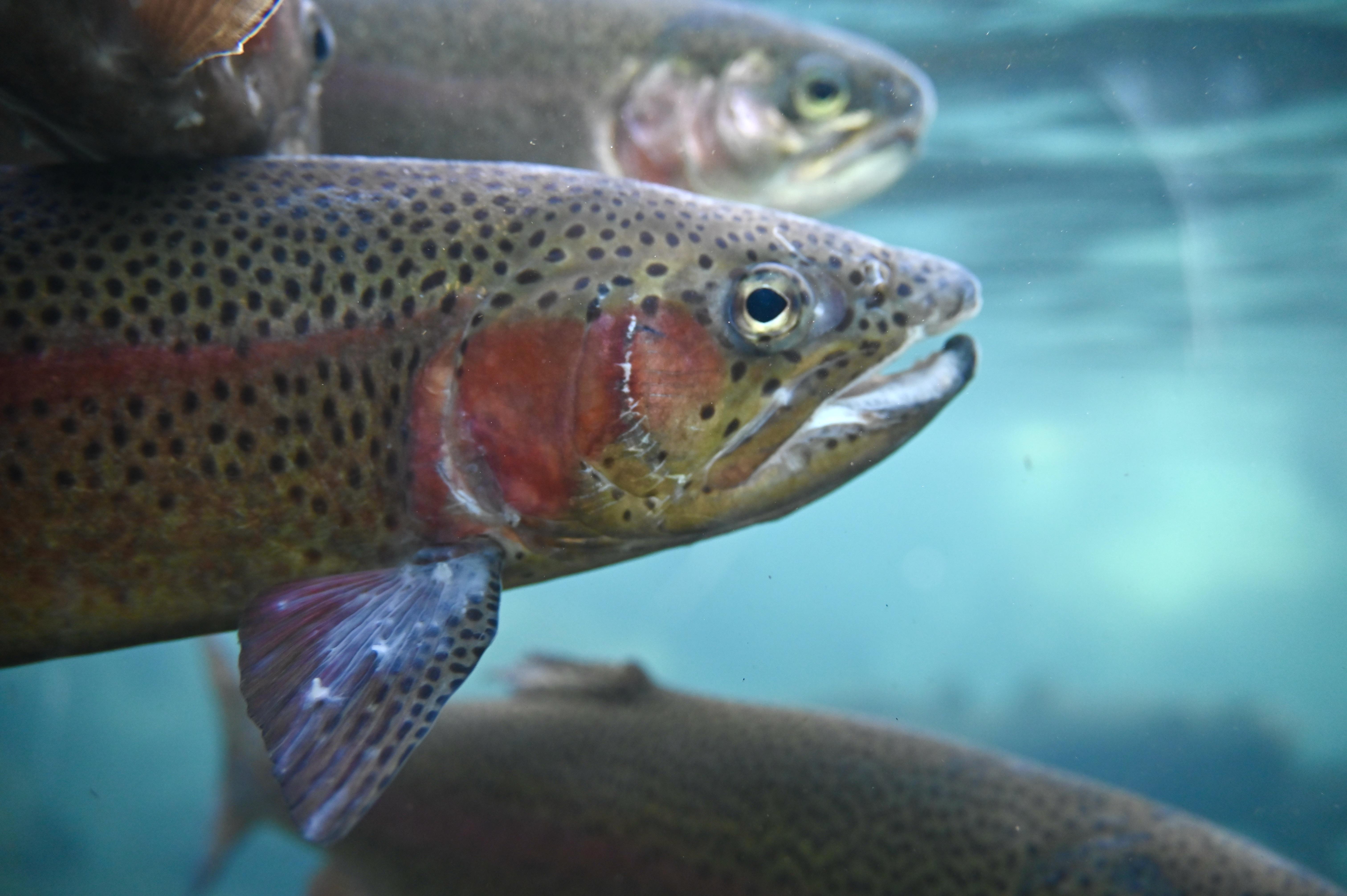 hatchery rainbow trout