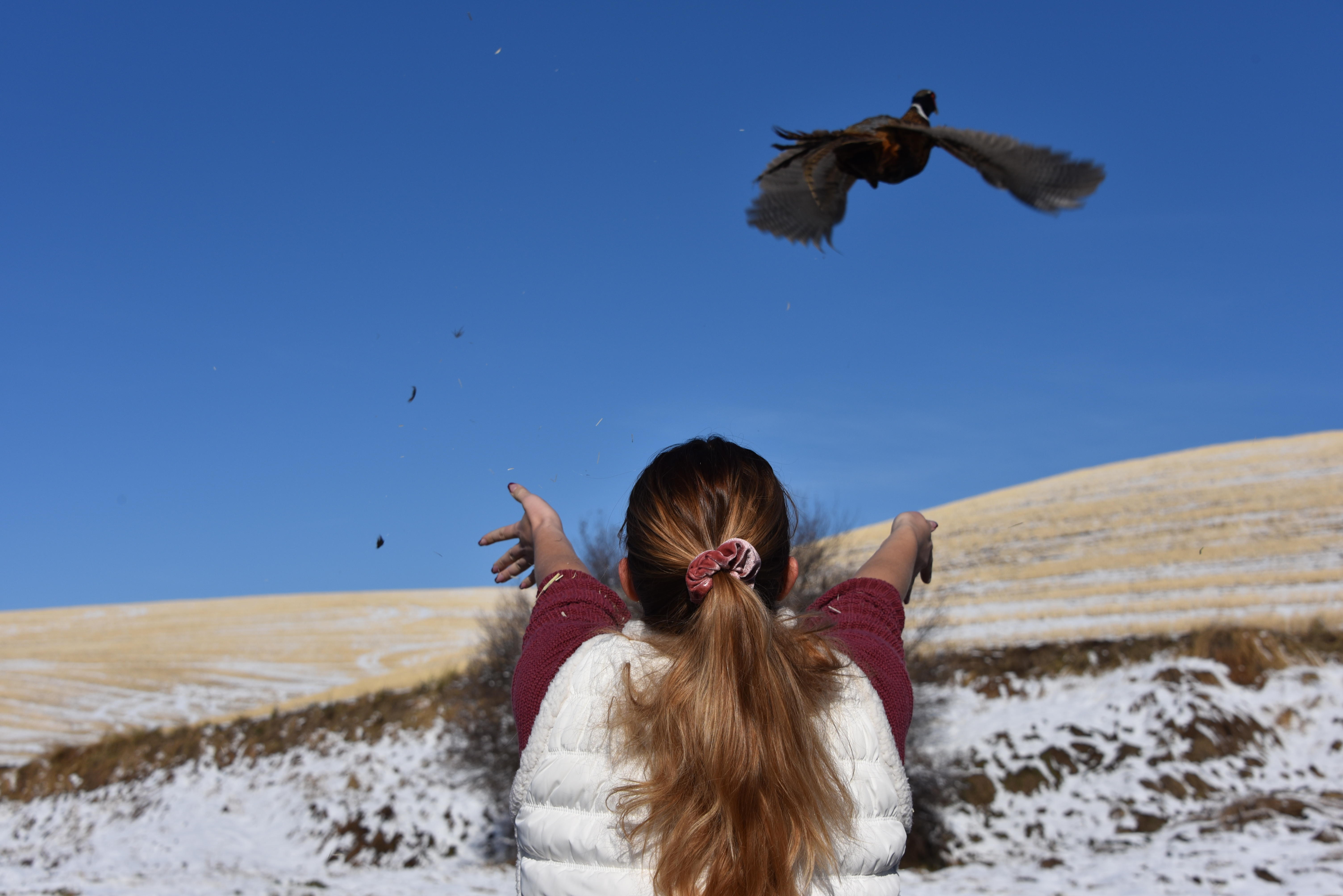 Pheasant release