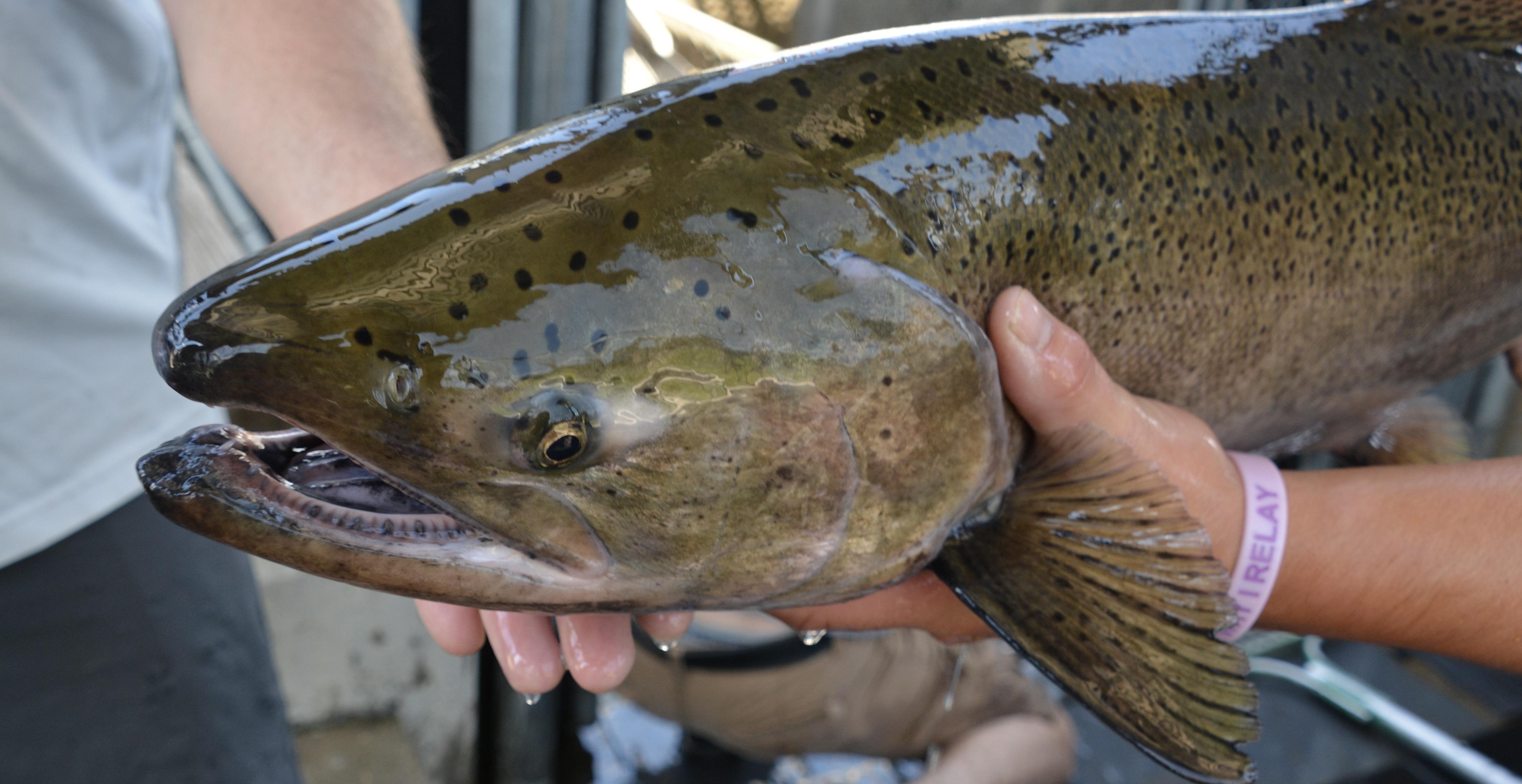 Chinook