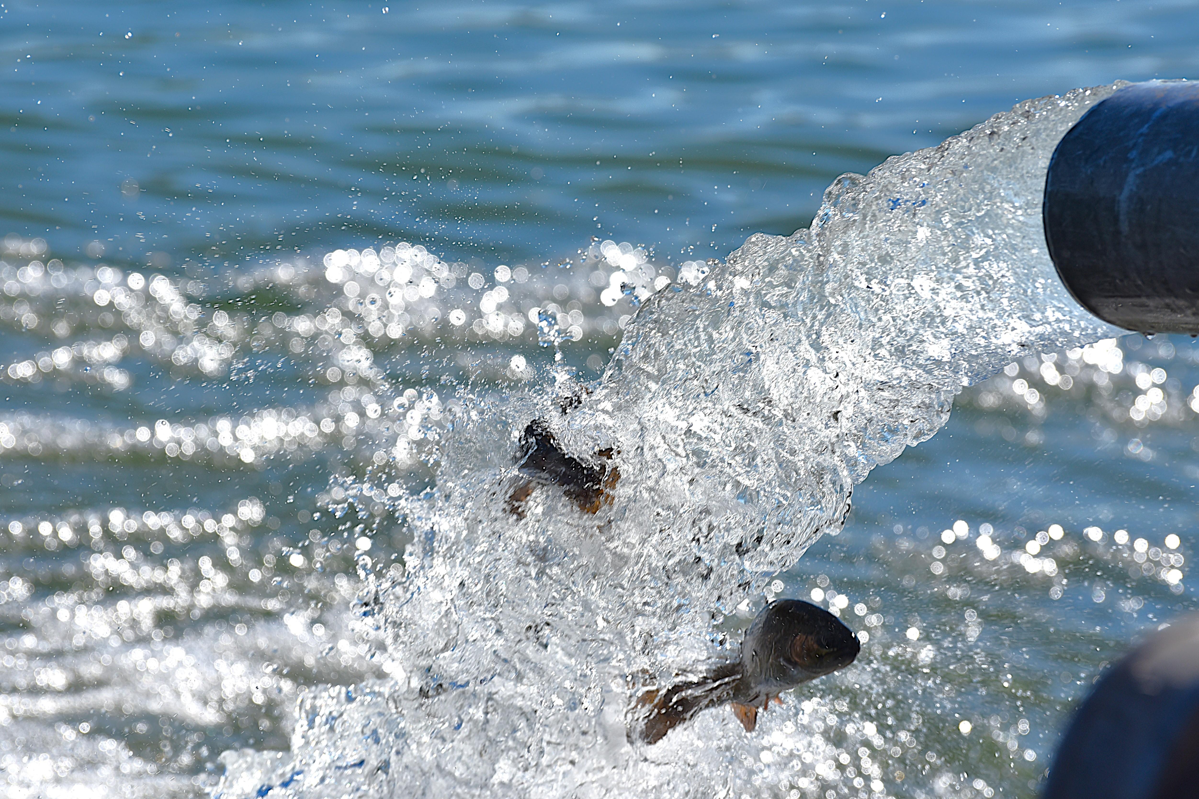 Water and small fish pouring out of a stocking truck tube into a pond