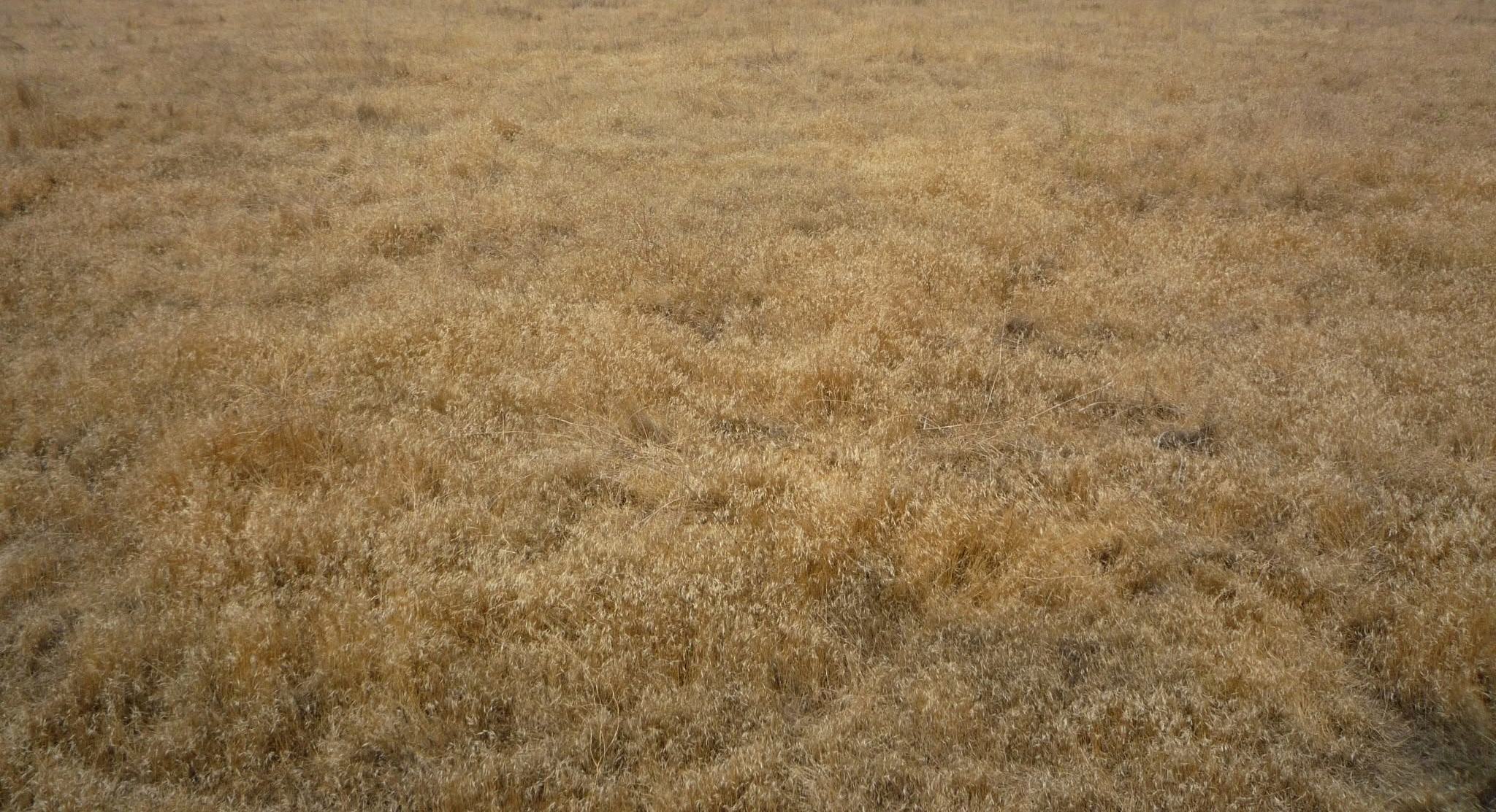 A field of cheatgrass