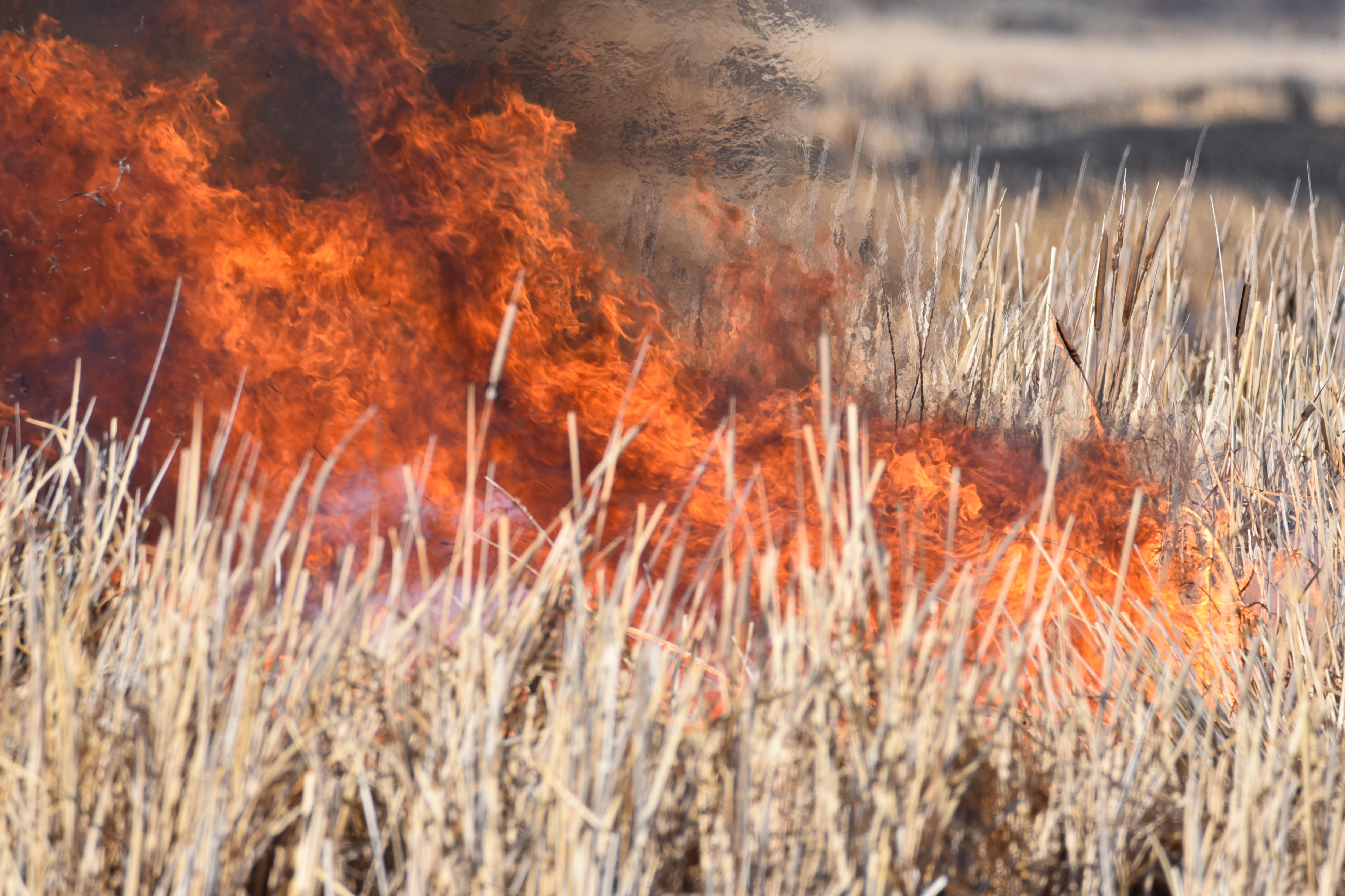 Fire burning in cattails