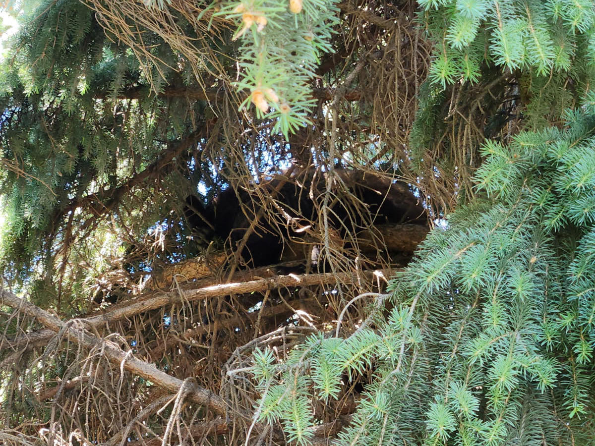 A black bear sitting on a limb of tree in a Nampa neighborhood