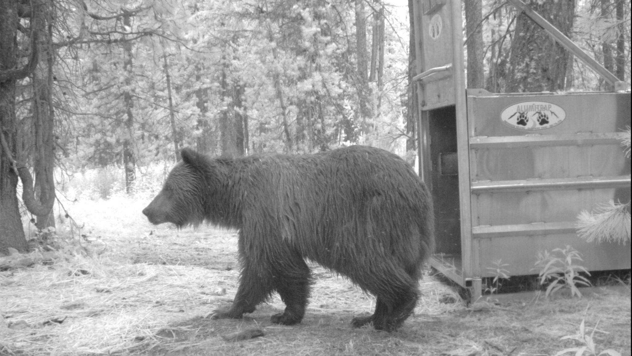 black and white photo of a grizzly bear near a trap