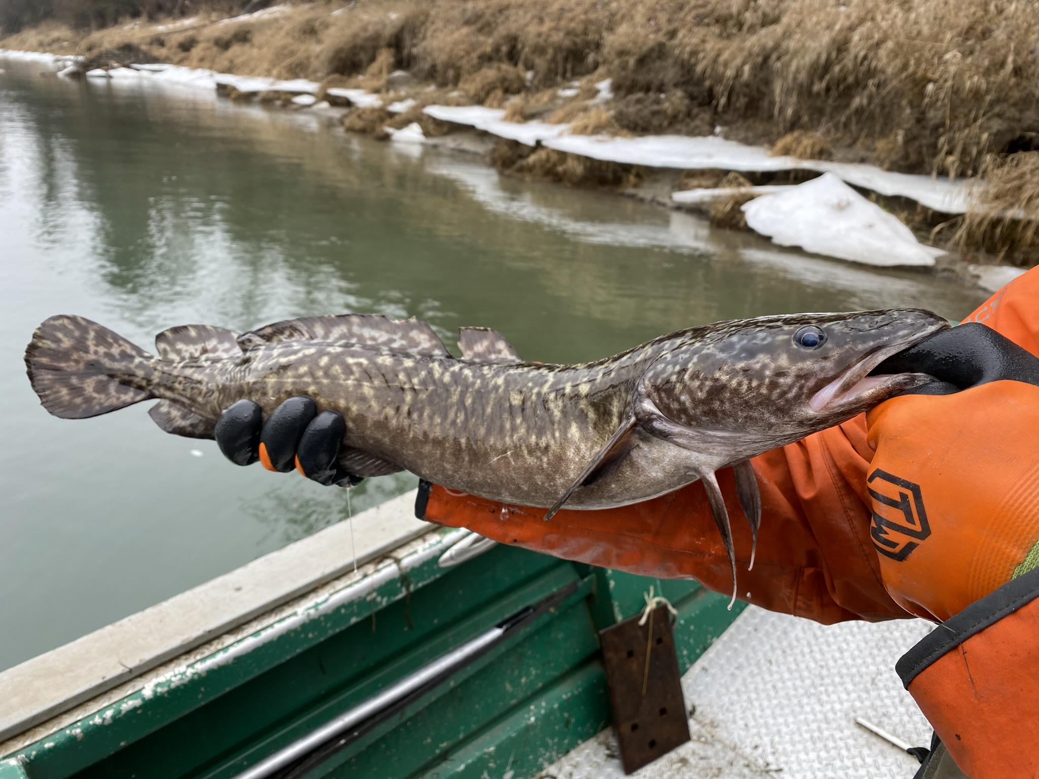 Burbot from the Kootenai River