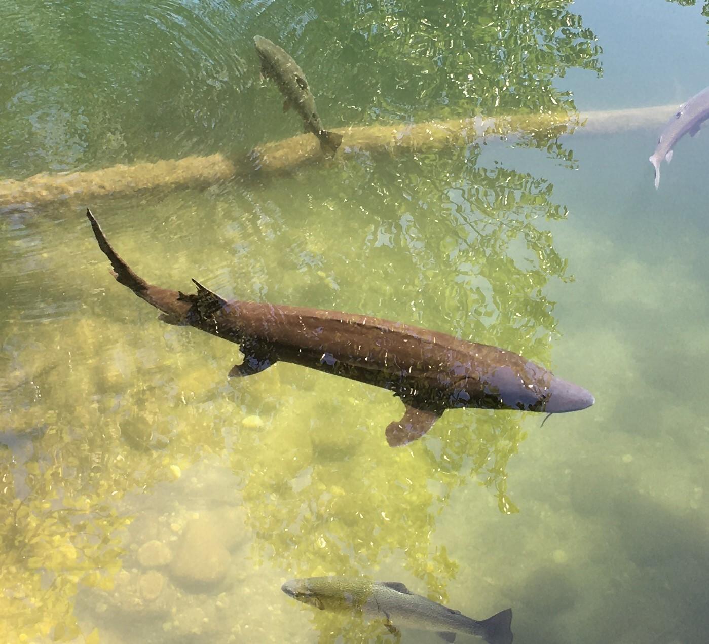 White Sturgeon swimming in MKNC pond