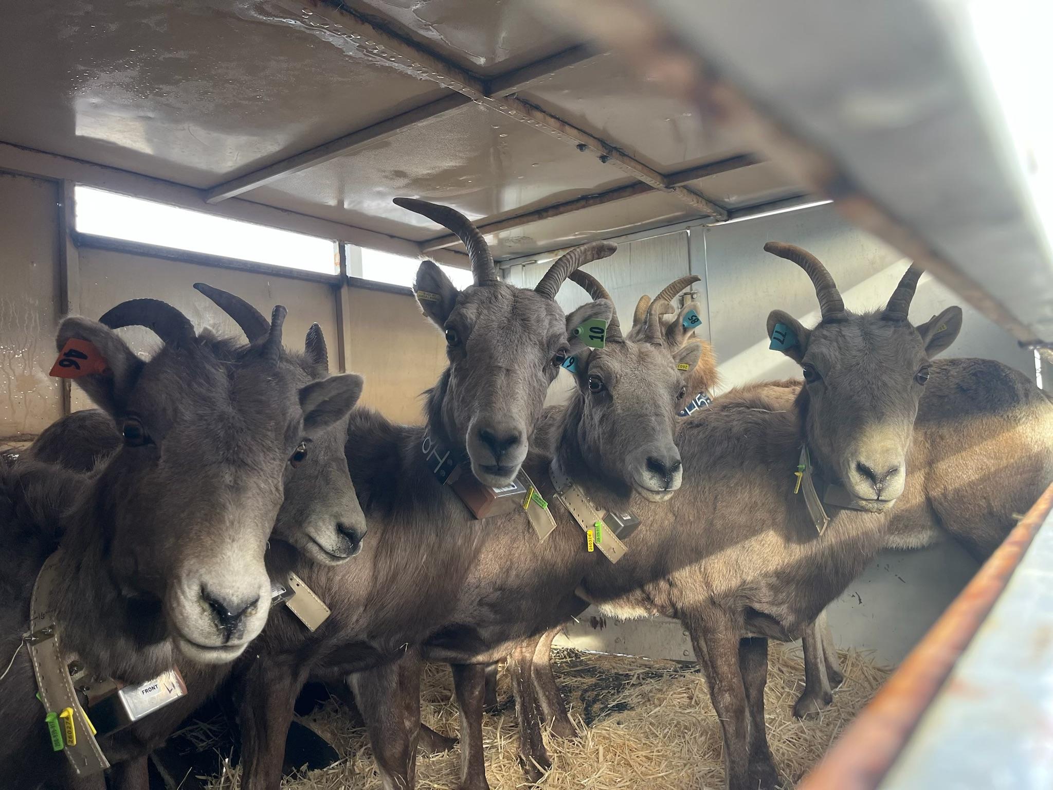 California bighorns relocation owyhees