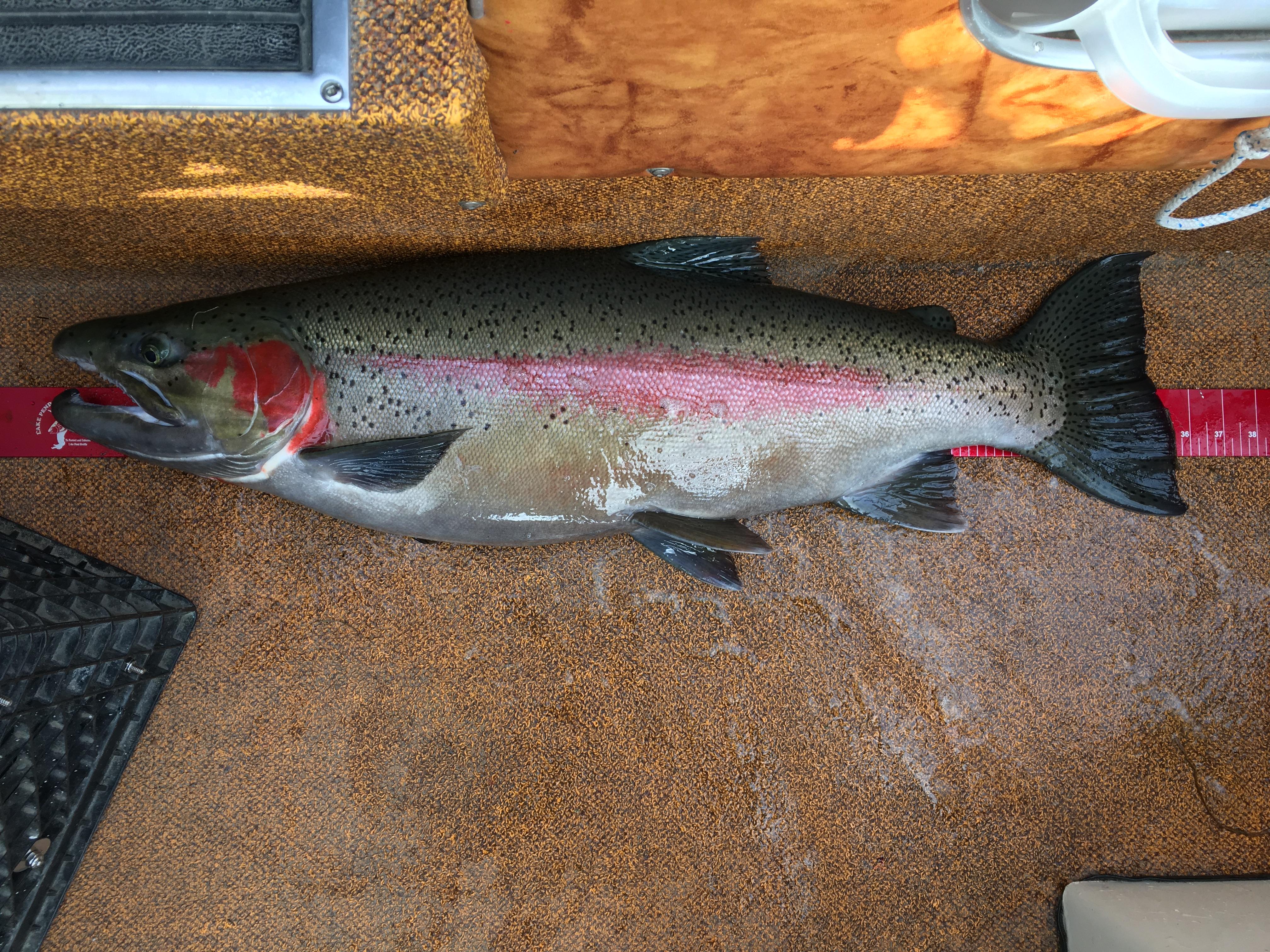 Rainbow trout caught on Lake Pend Oreille