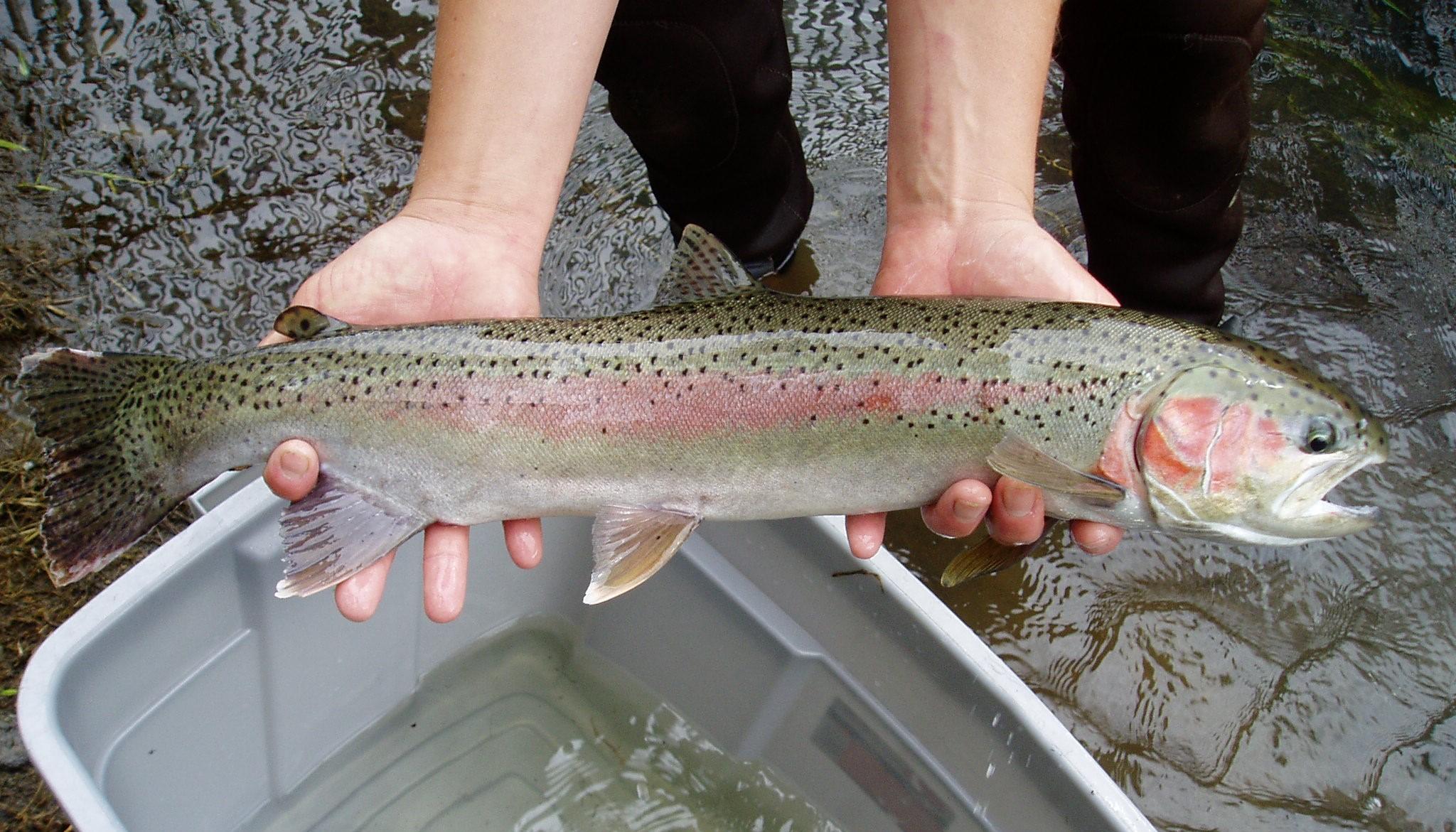 Female steelhead kelt