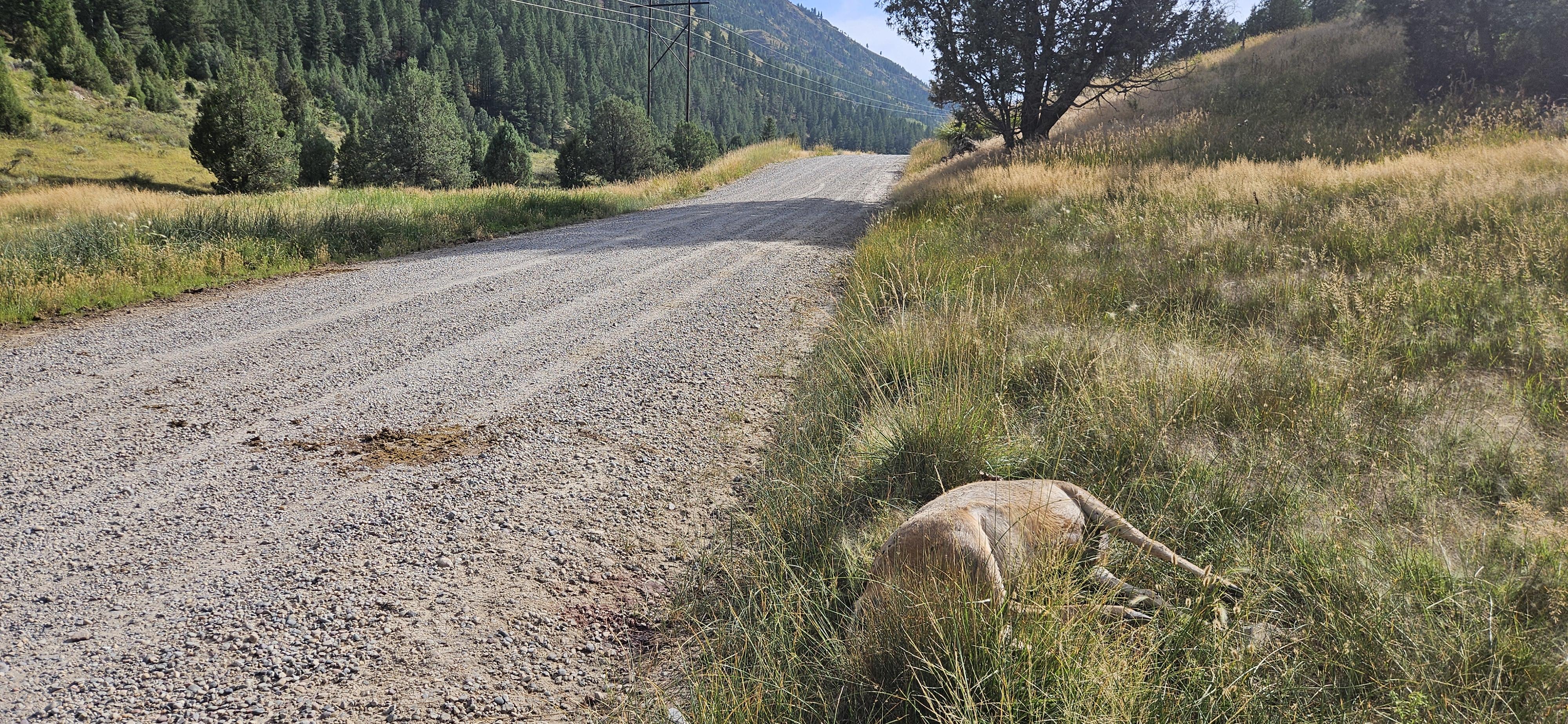 Mule deer doe shot and left to waste on the side of the road