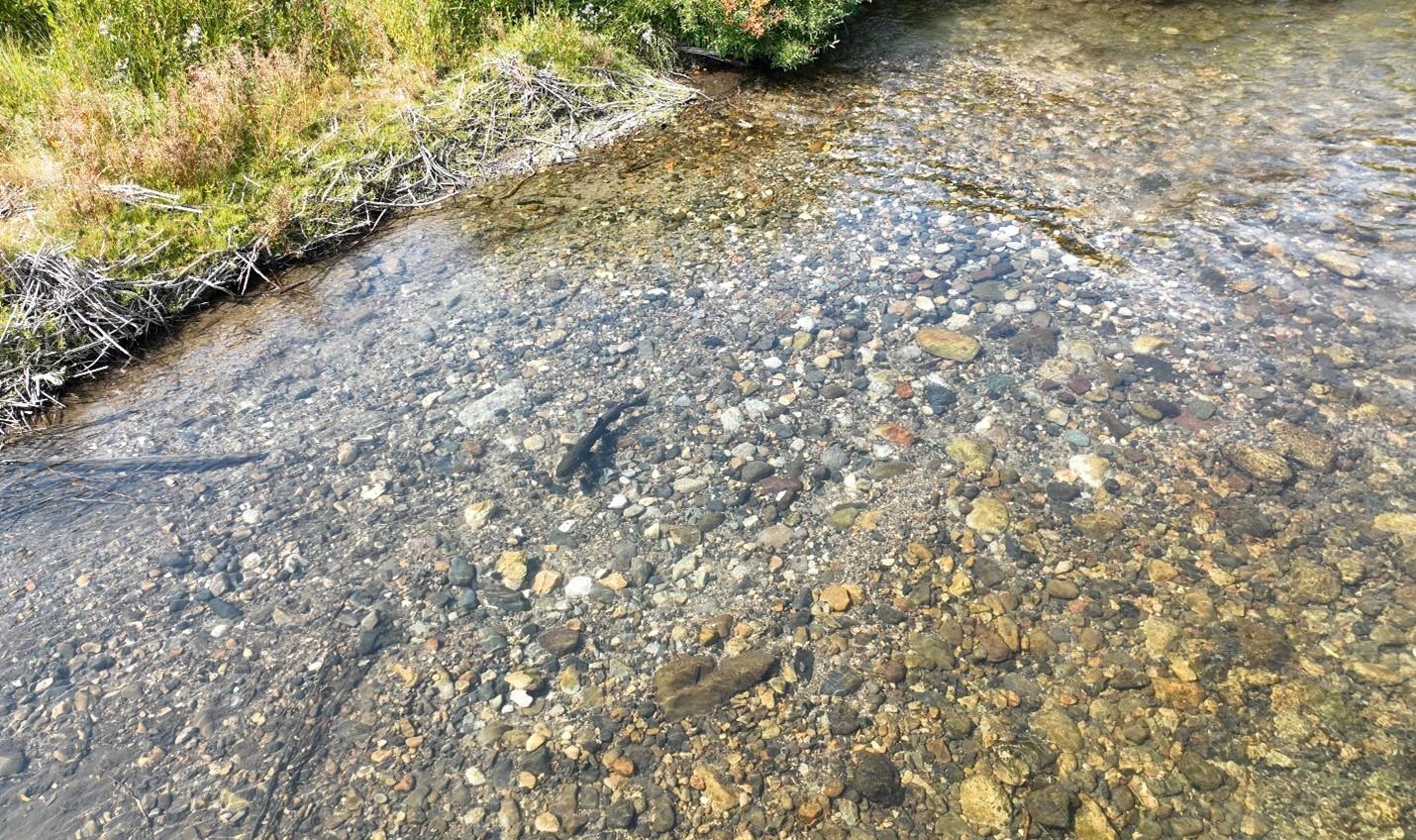 Male Chinook Salmon