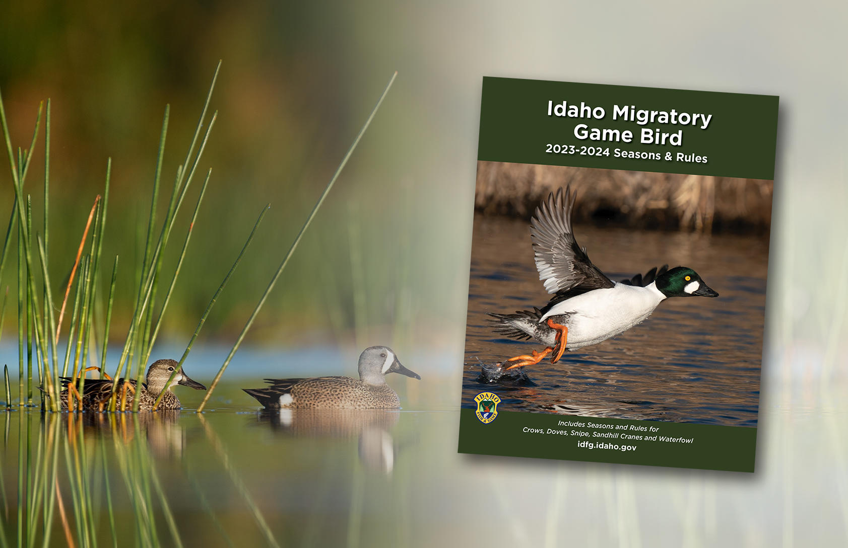 Migratory Bird Hunting Idaho Fish and Game