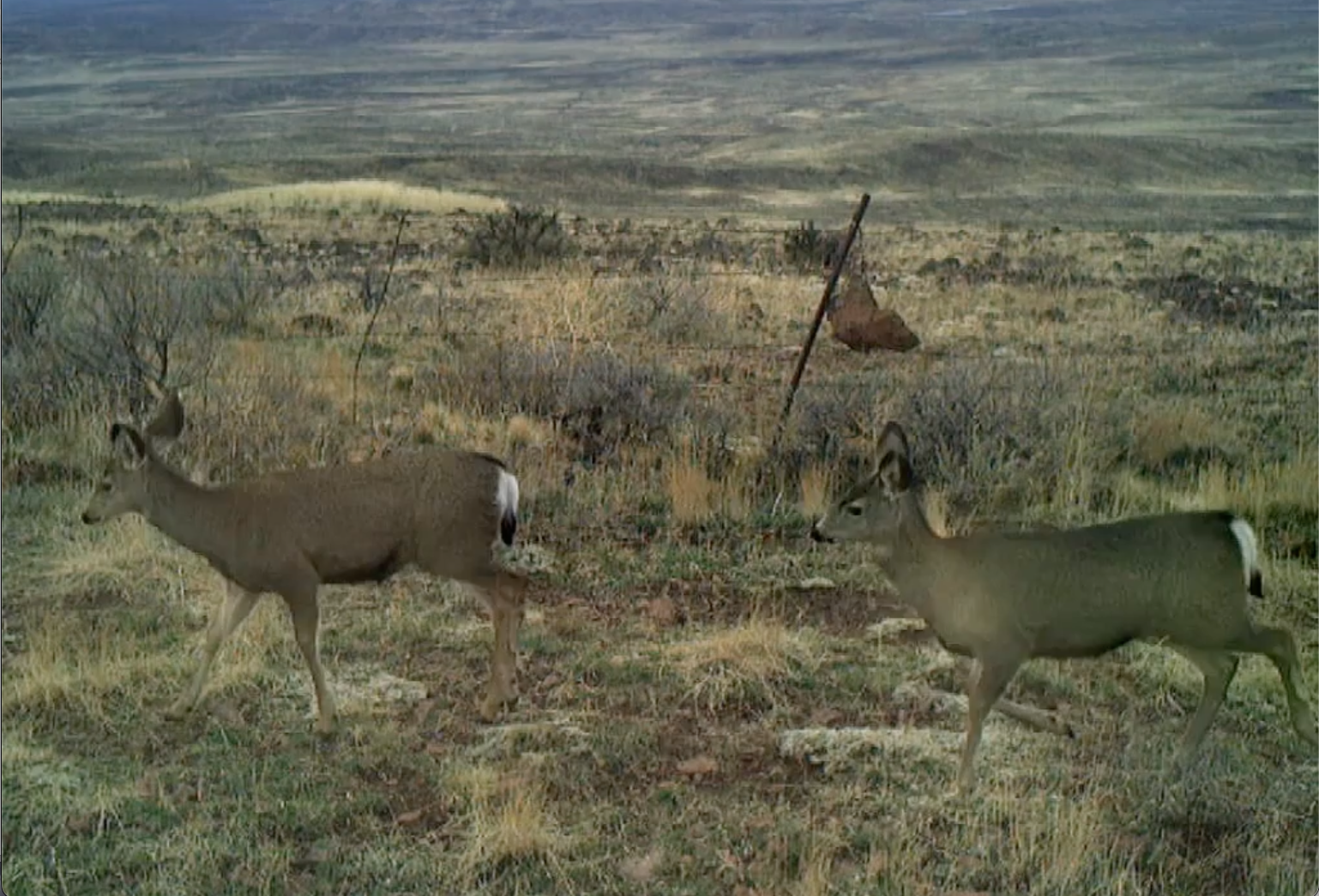 Two mule deer walk through the view shed of a remote camera in Unit 32
