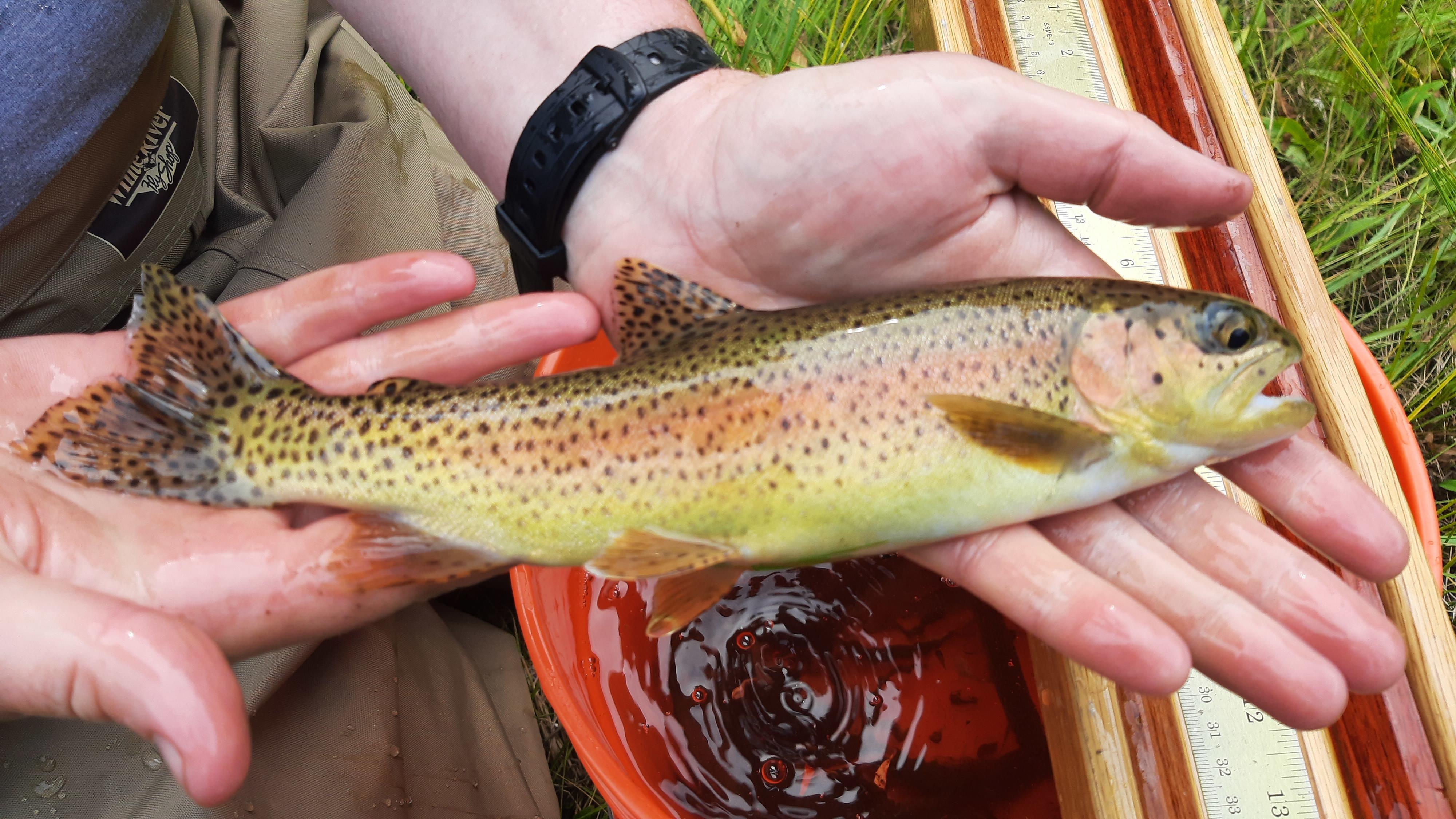 Redband Trout captured in the Wood River Basin