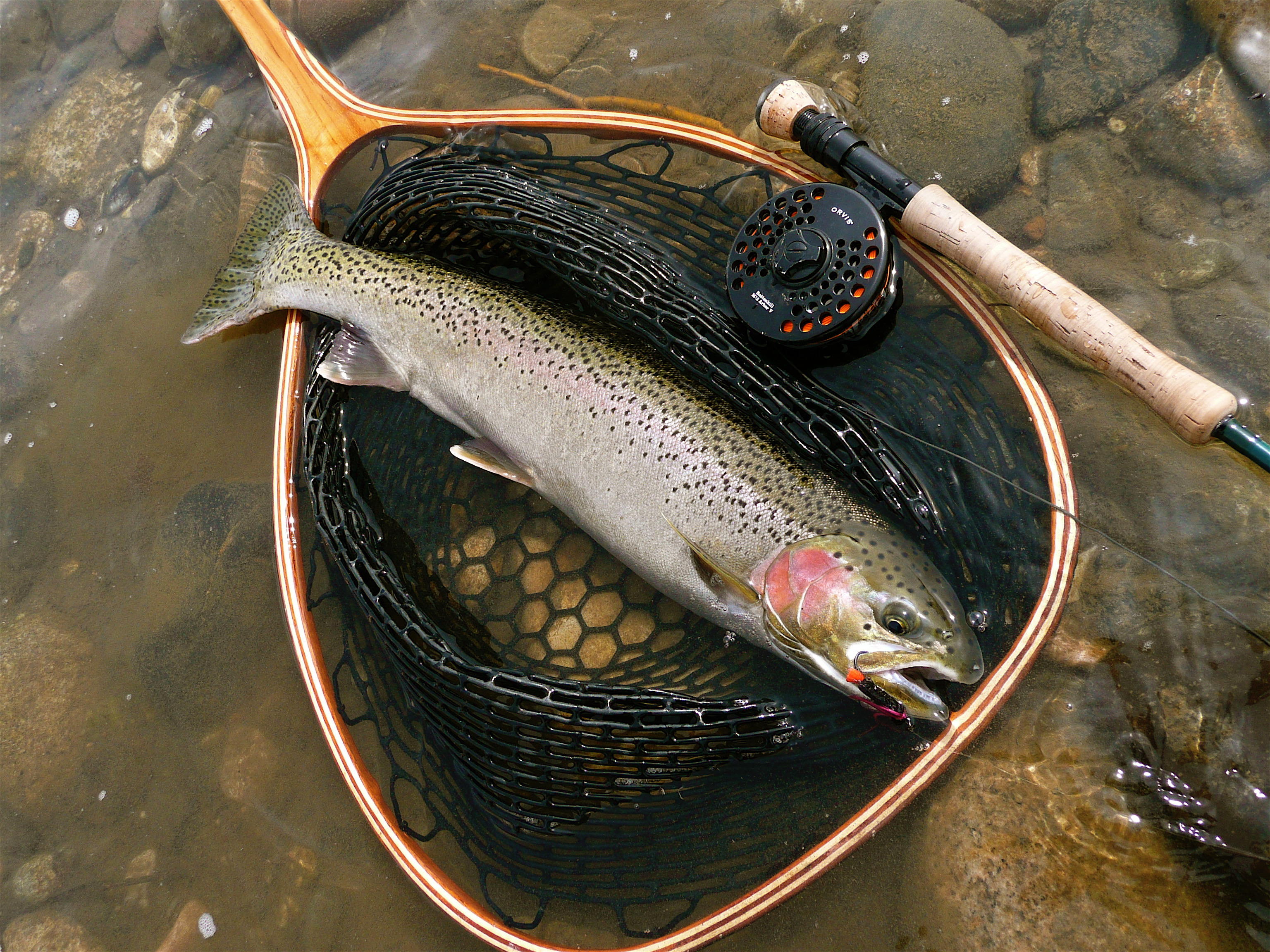 spring steelhead, fly fishing, net