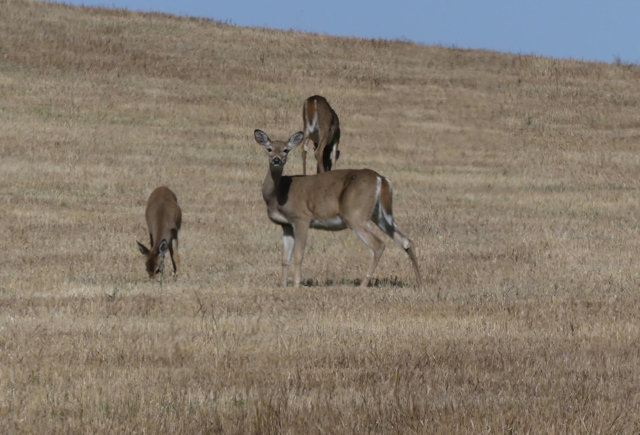 white-tailed deer, whitetails, deer