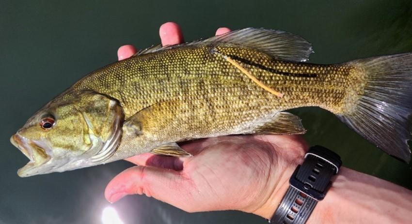 Smallmouth bass tagged and released by Idaho Fish and Game staff
