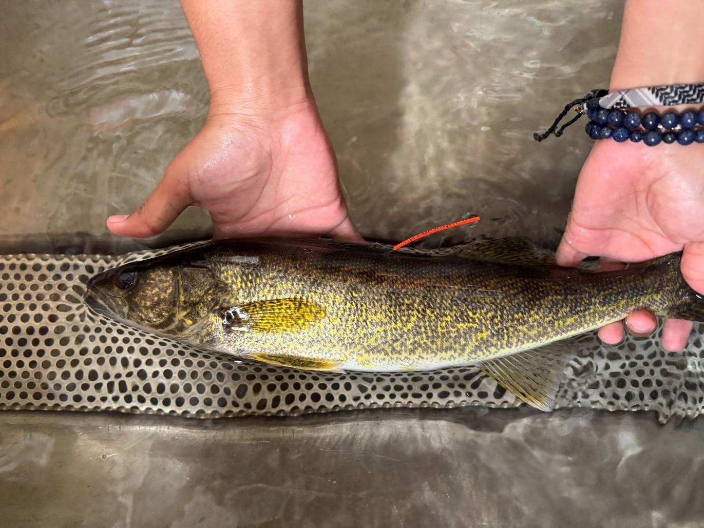 WalleyePicture2