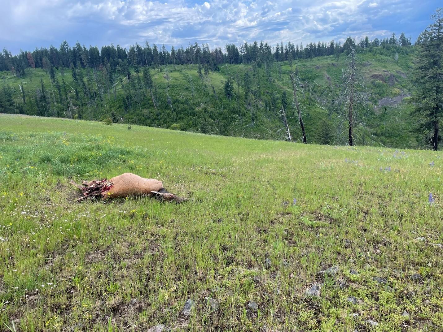 Illegal elk near Whitebird, ID