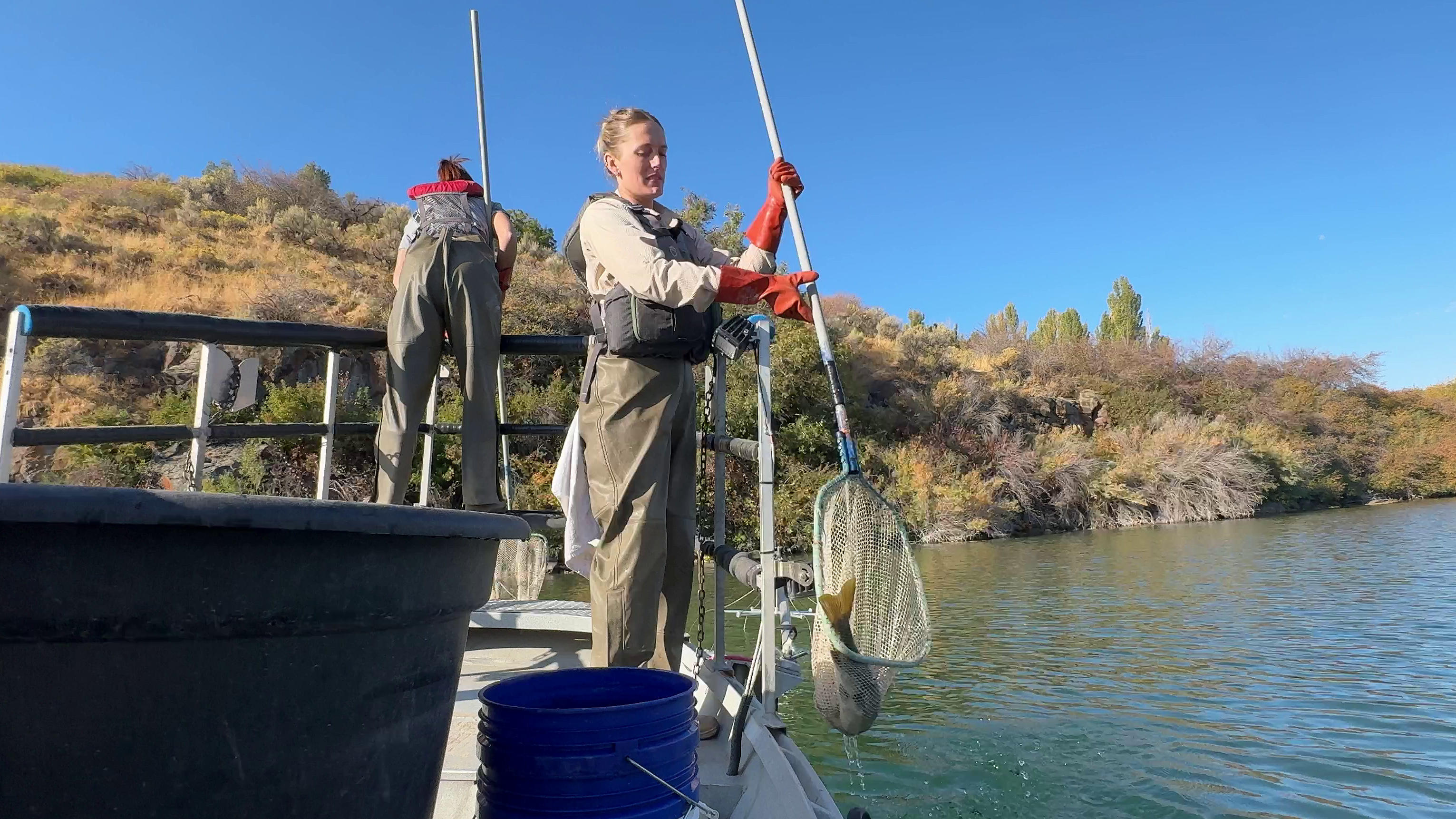 Biologists conduct pre-treatment fish surveys on the Snake River