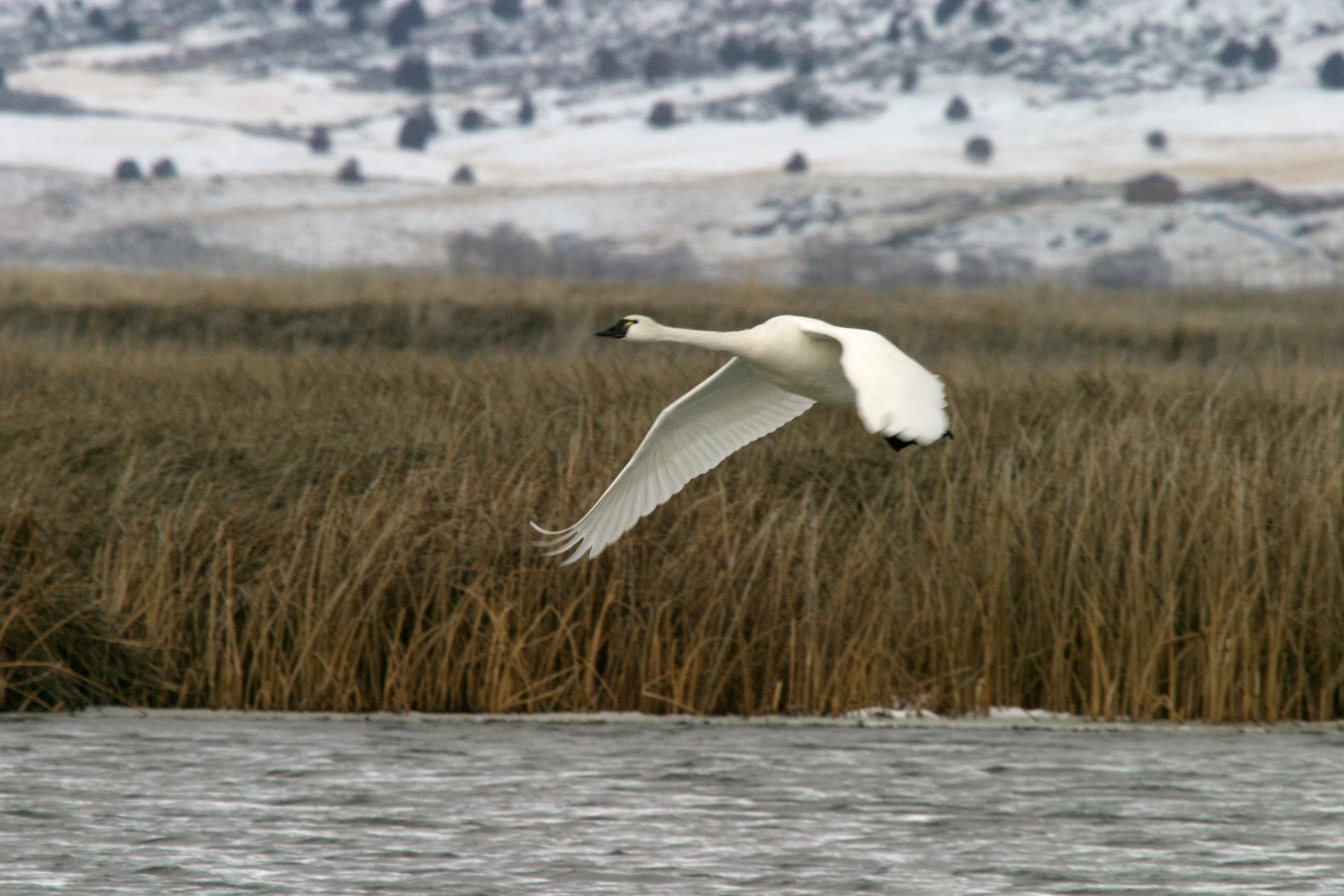 tundra swan hunting