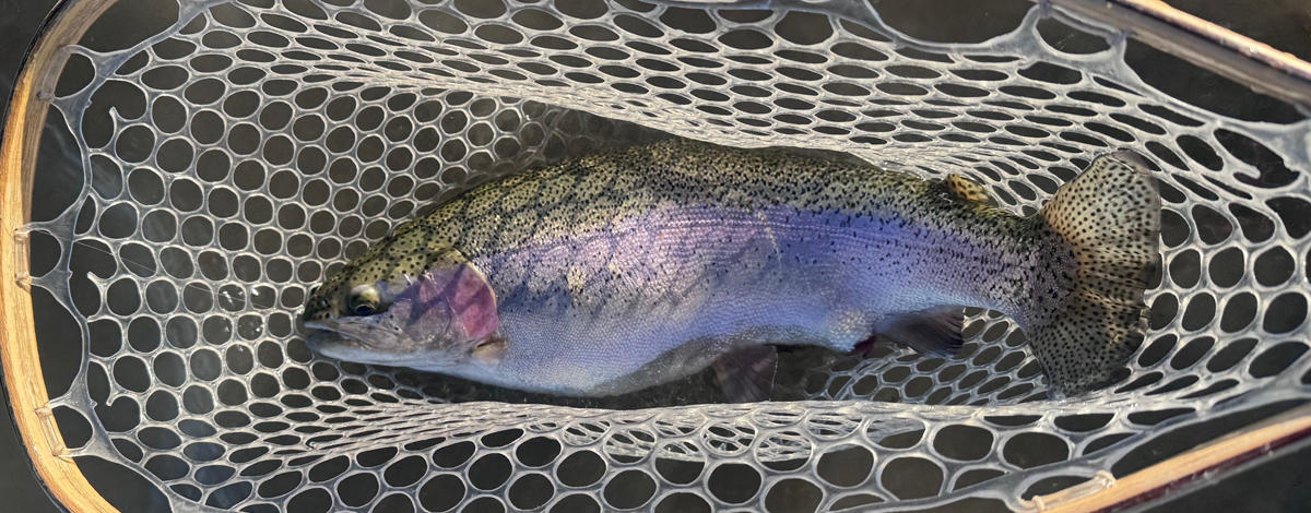 rainbow, trout, net