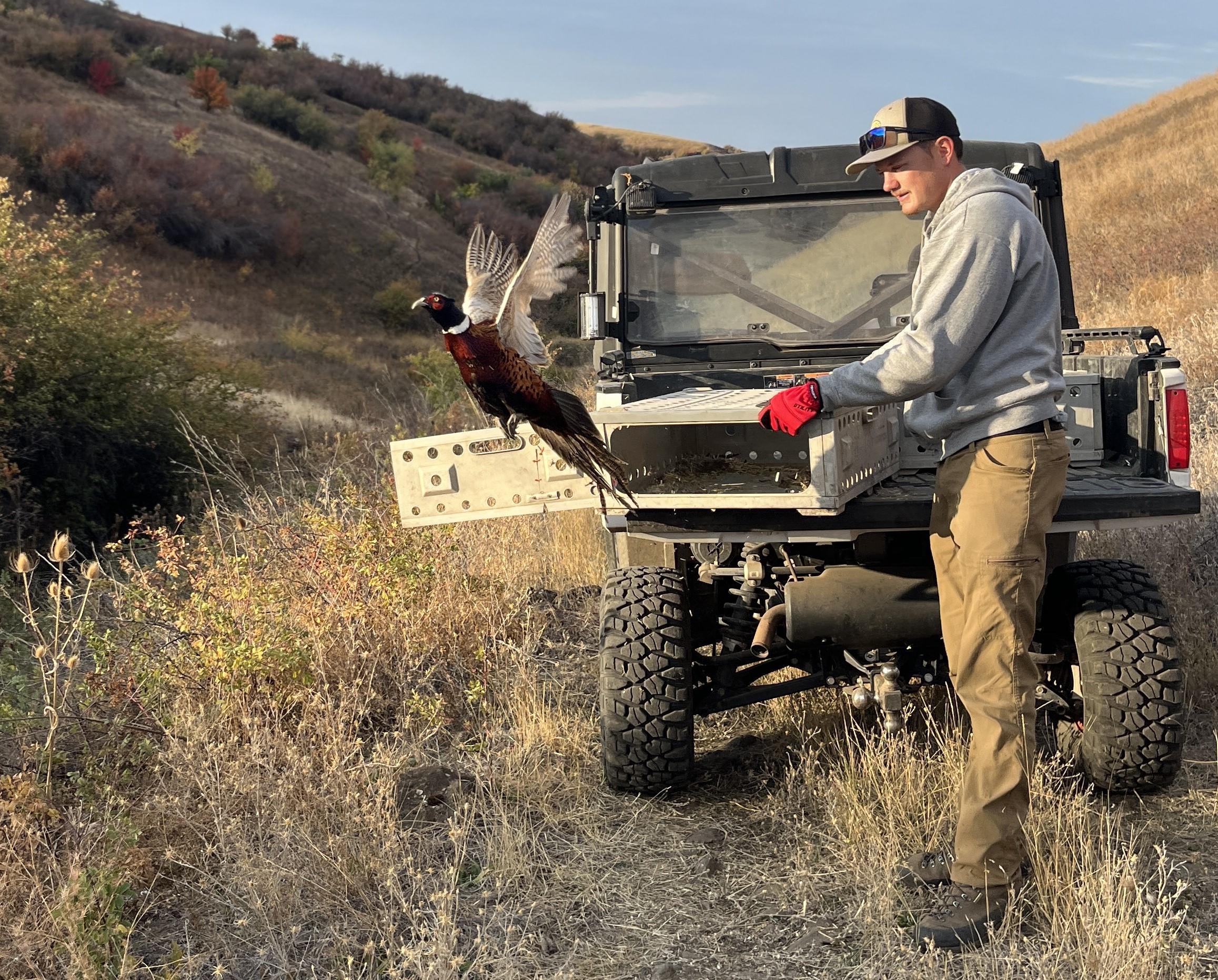 Redbird pheasant release