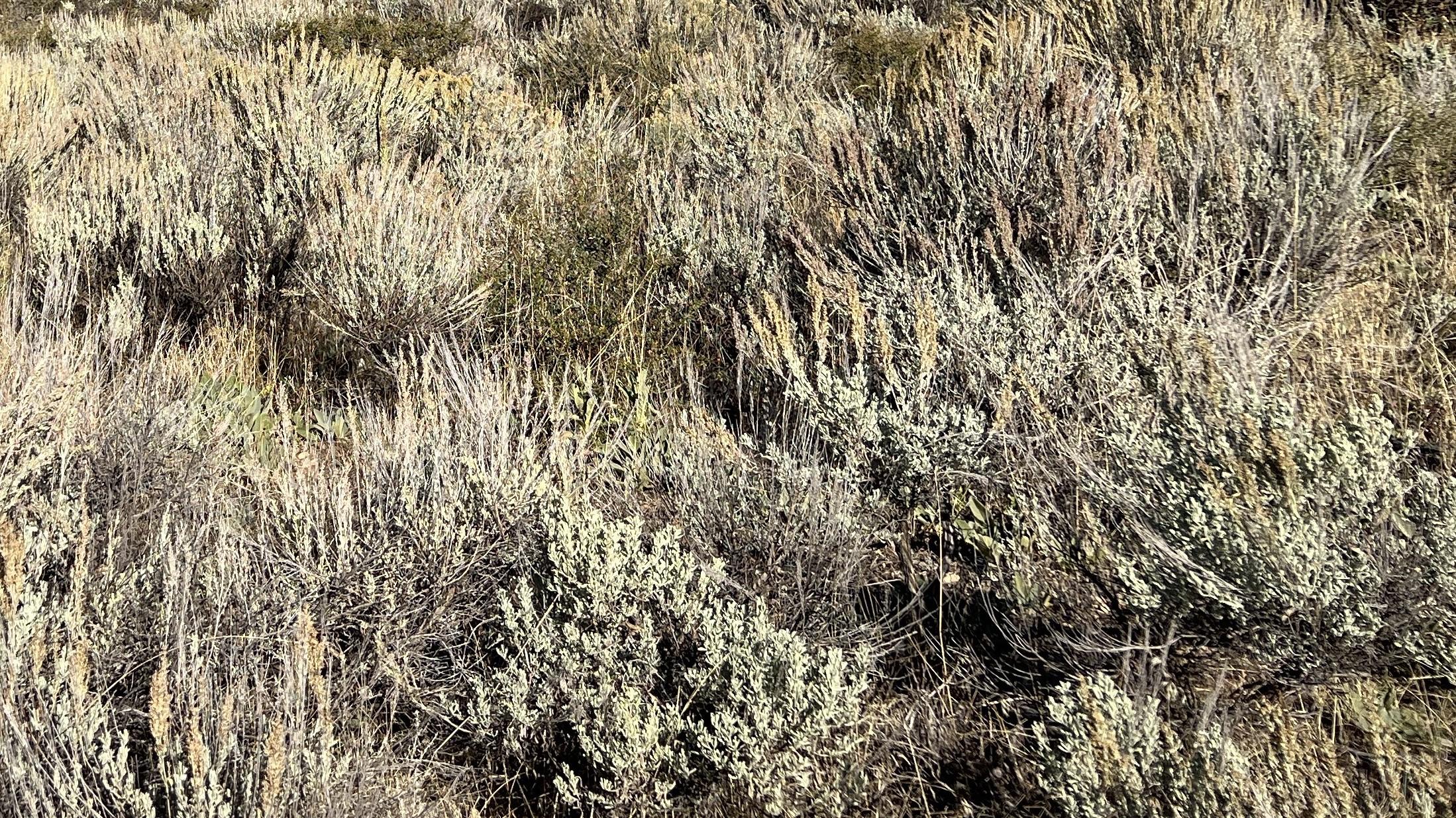 Sagebrush