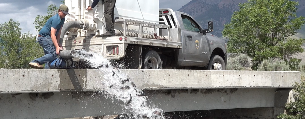 IDFG Trout Stocking