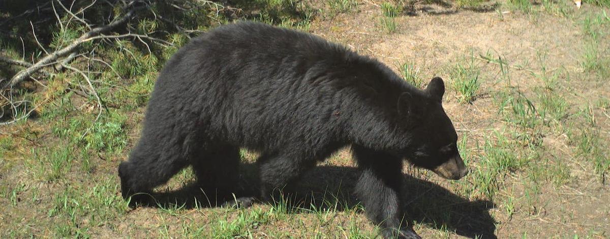 Black bear
