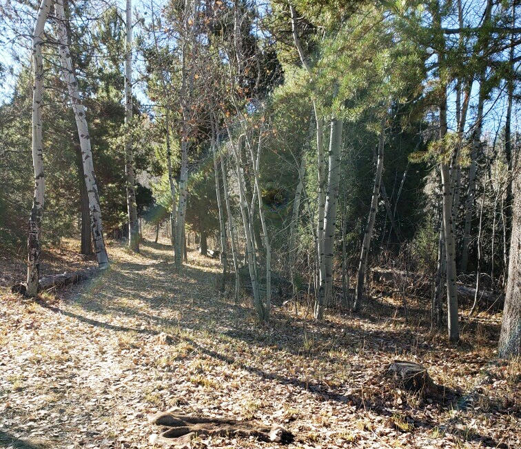 Dispersed campsite in the South Hills in GMU 54