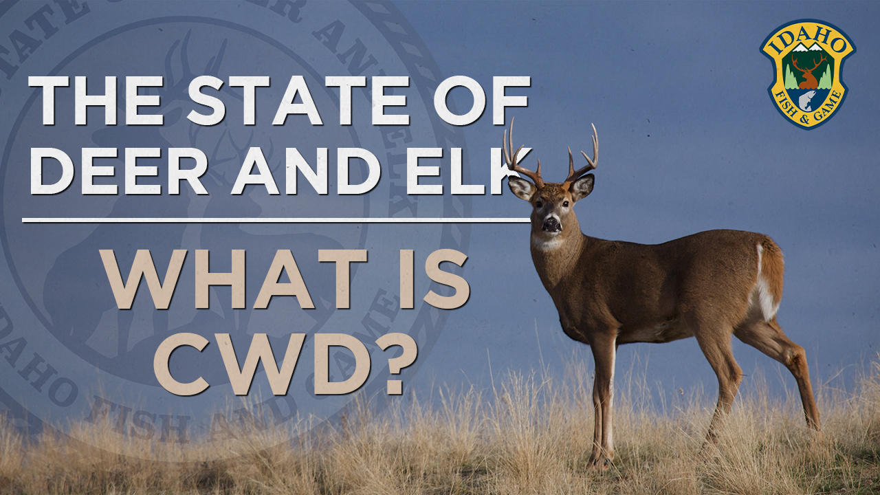 state_of_deer_and_elk_what_is_cwd_youtube_thumbnail.jpg